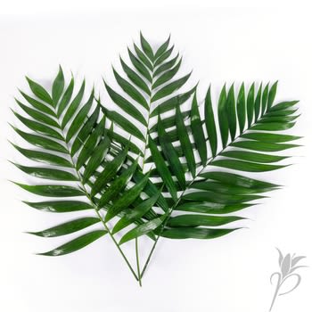 Palm Fronds  - These are the full green palm leaves that are associated with the palms laid down while Jesus was walking into Jerusalem.   Available in bunches of 5 leaves, the week before Palm Sunday and the week of Easter.