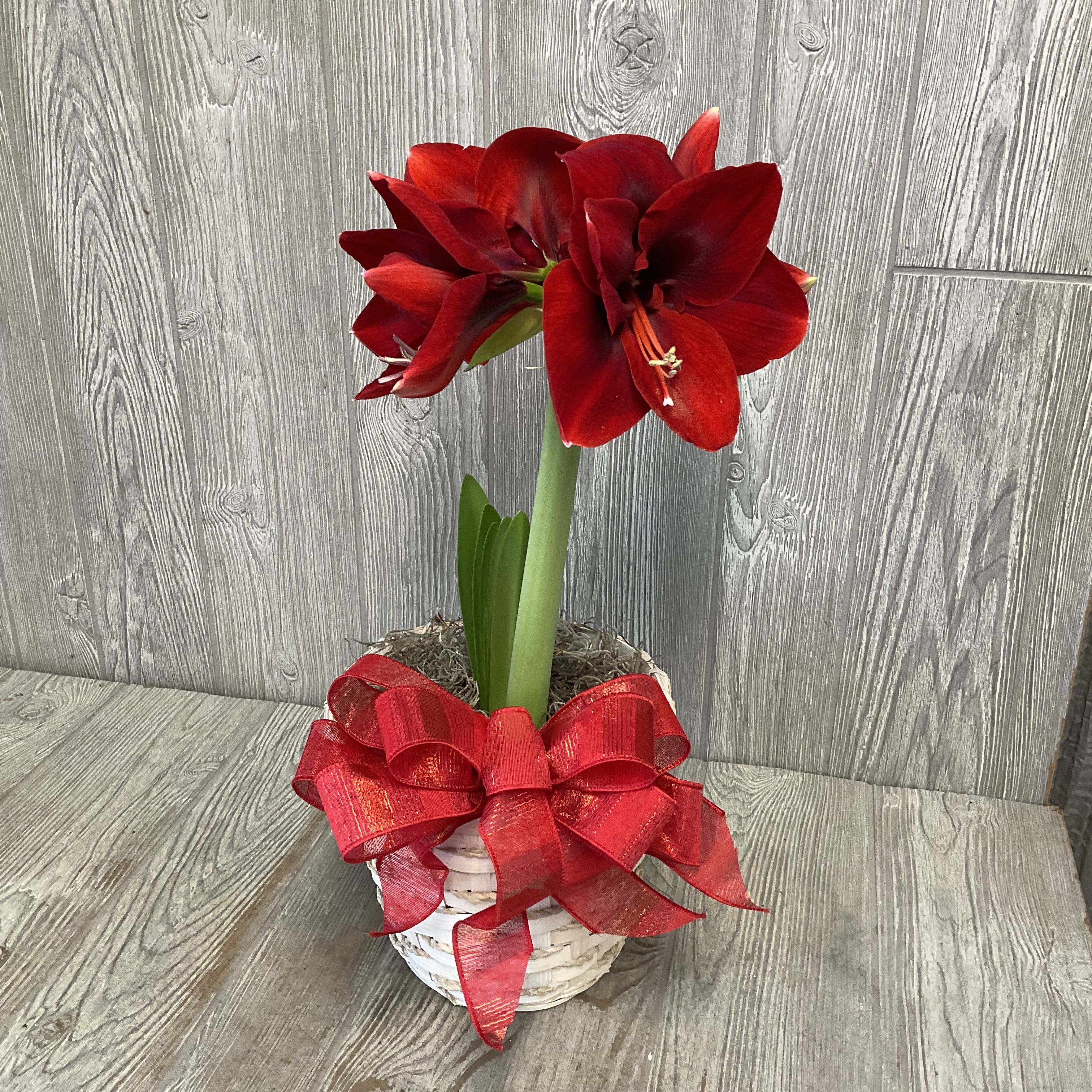 Amaryllis Plant - Beautiful blooming red amaryllis bulb in a basket with a bow. Color or pattern of bow may vary. 