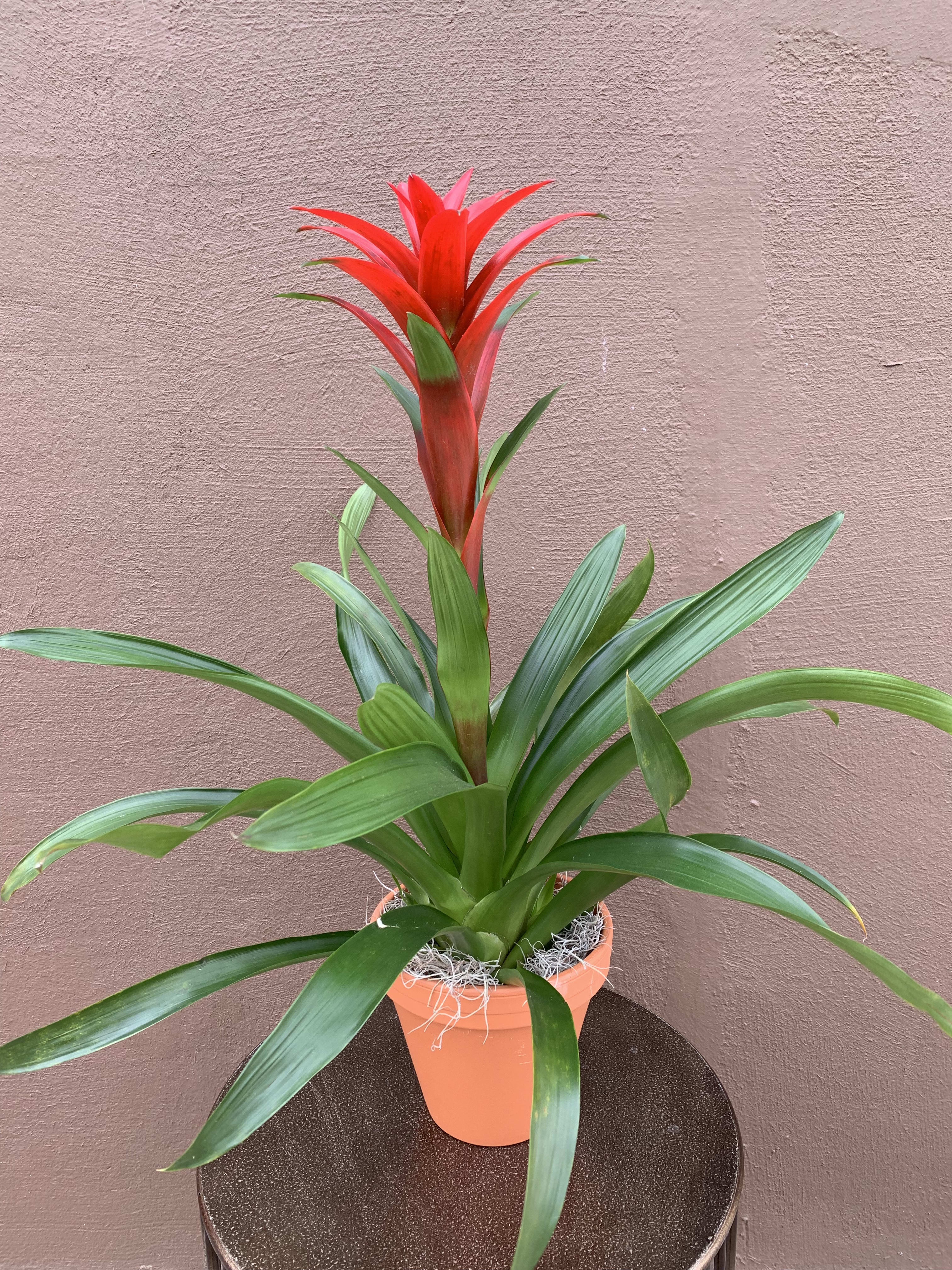 Bromeliad  - Beautiful bromeliad in clay pot
