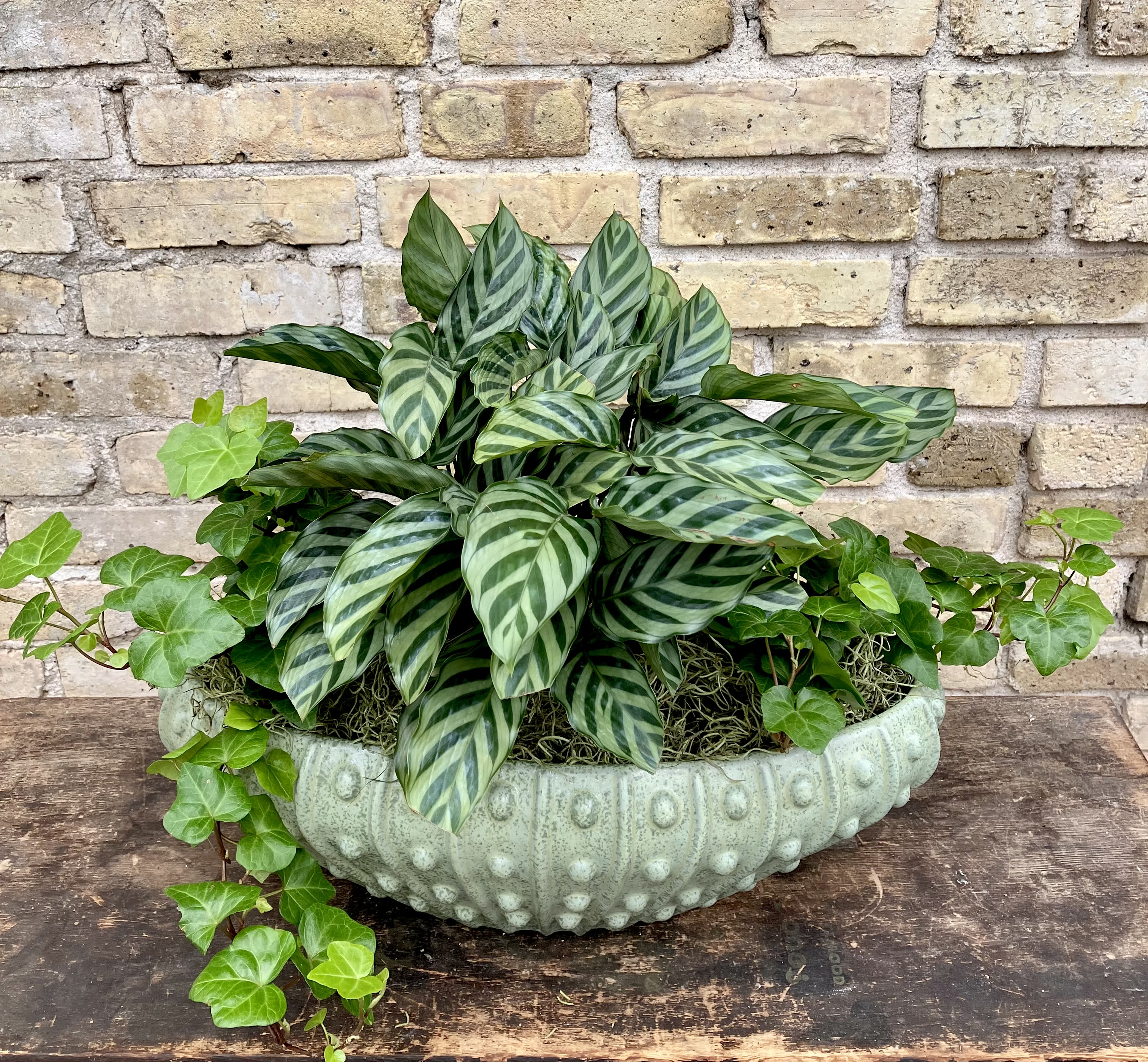 Lush Garden - Decorative Green Ceramic Container Filled With an Assortment of Green Plants. (Some plants may vary depending on availability)