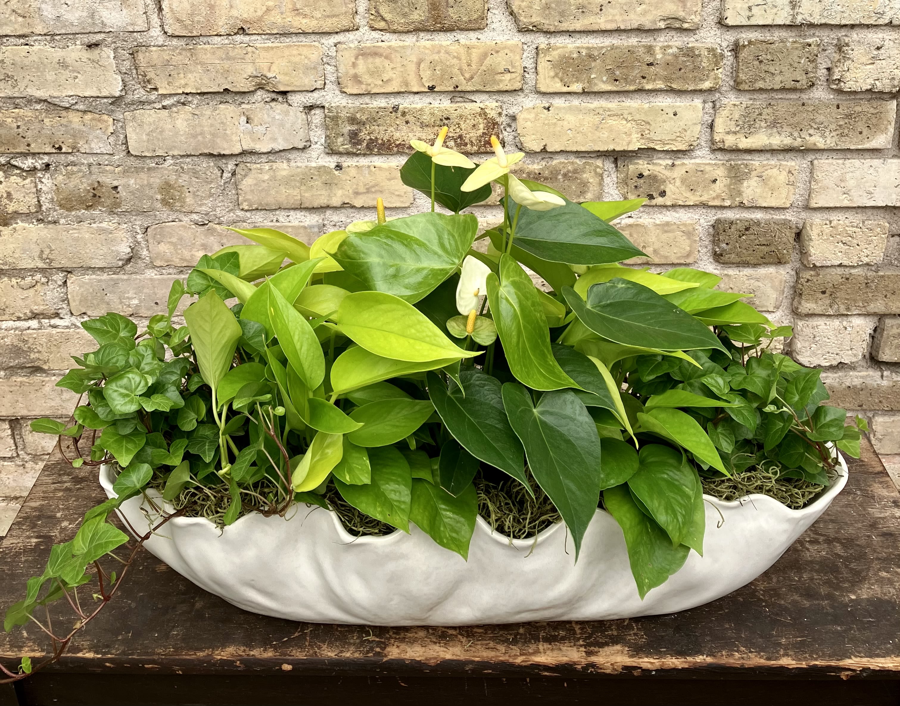 Meadow Mist - Attractive White Ceramic Container Filled With an Assortment of Green Plants. (Some plants may vary depending on availability)