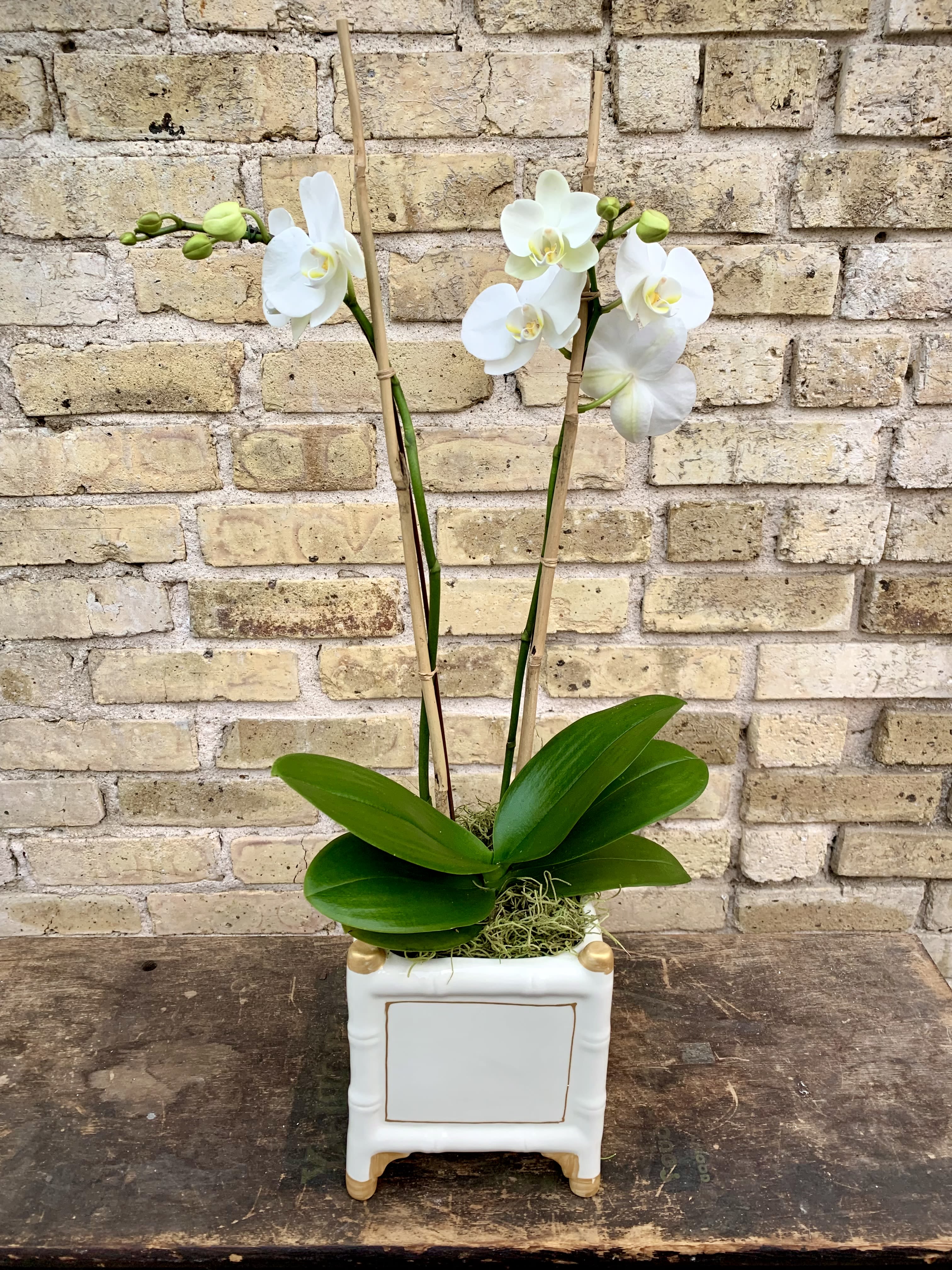 Orchid Suite - A Lovely 4" White Double Phalaenopsis Orchid Plant  Set Into a White Bamboo Cachepot With Gold Trim. Beautiful and Long Lasting. (  A smaller version of Flora Bella II )