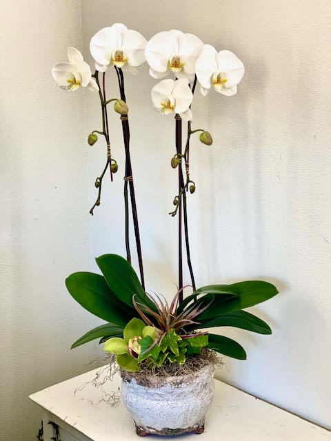 La Luna - White Phaleonopsis Orchid with a cymbidium orchid accent
