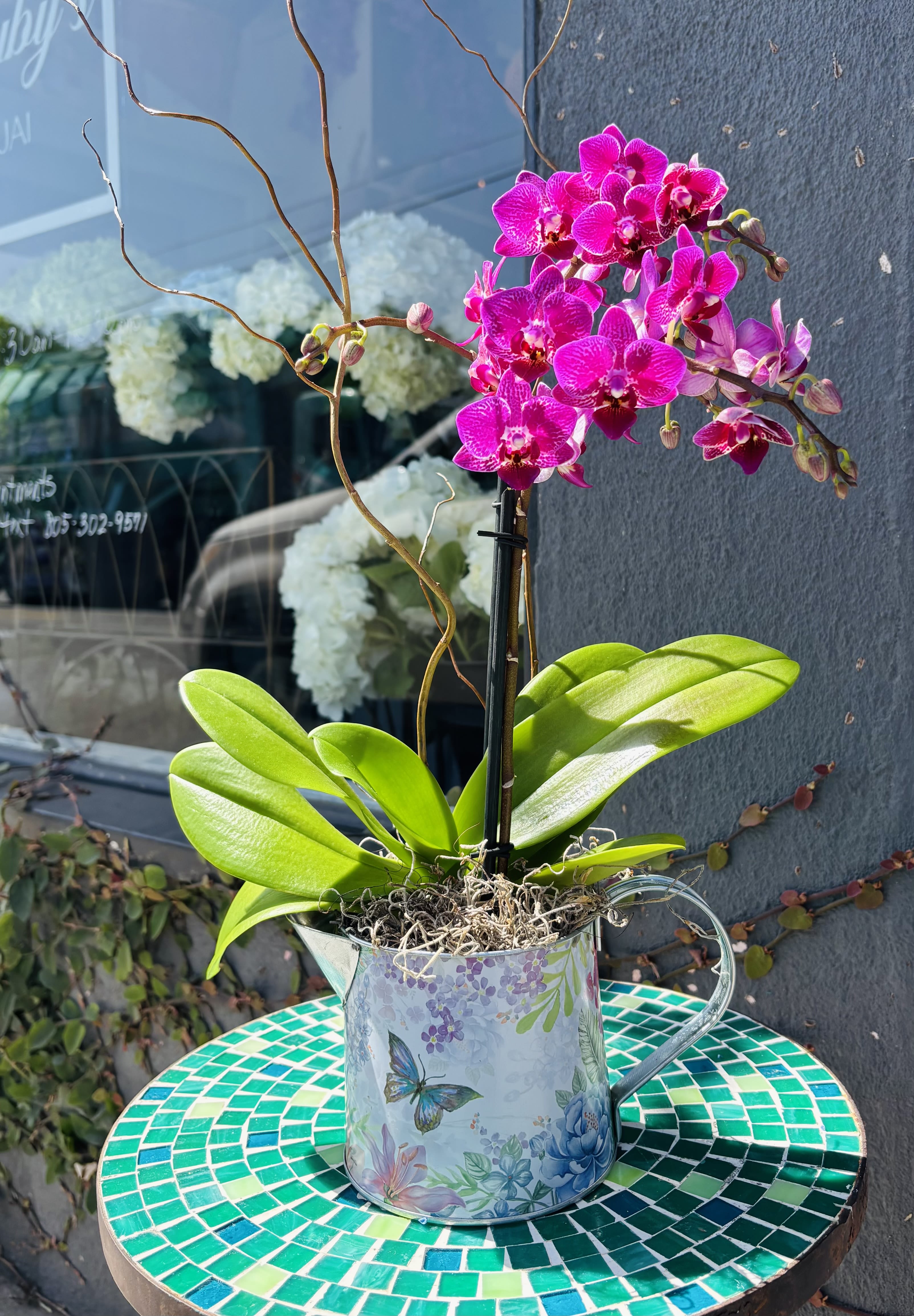 Mini orchid  - 3 inch Phalaenopsis orchid in a ceramic or wood pot with Spanish moss