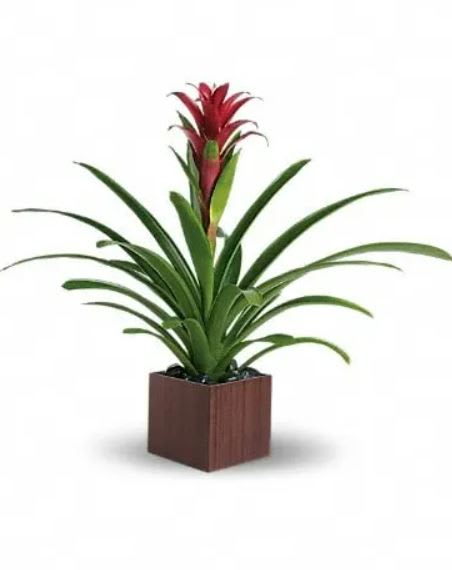 Bromeliad Beauty - Related to the pineapple plant, perhaps because of its sweetness, this gorgeous beauty adds red and tropical greenery to any room. It's delivered in an exclusive bamboo cube, which makes it extra beautiful. A red bromeliad plant is delivered in a brown bamboo cube. 