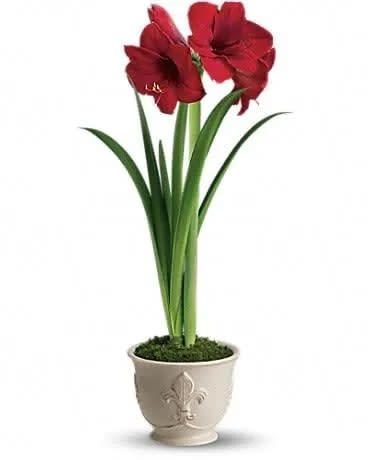 Merry Amaryllis - Nothing says Merry Christmas quite like a big bright red amaryllis plant! It's joyful, very easy to take care of and lasts a long time. When it comes to holiday gifts, the amaryllis really is a natural. A brilliant red amaryllis plant is delivered in a 6" French country pot. Simply beautiful. 