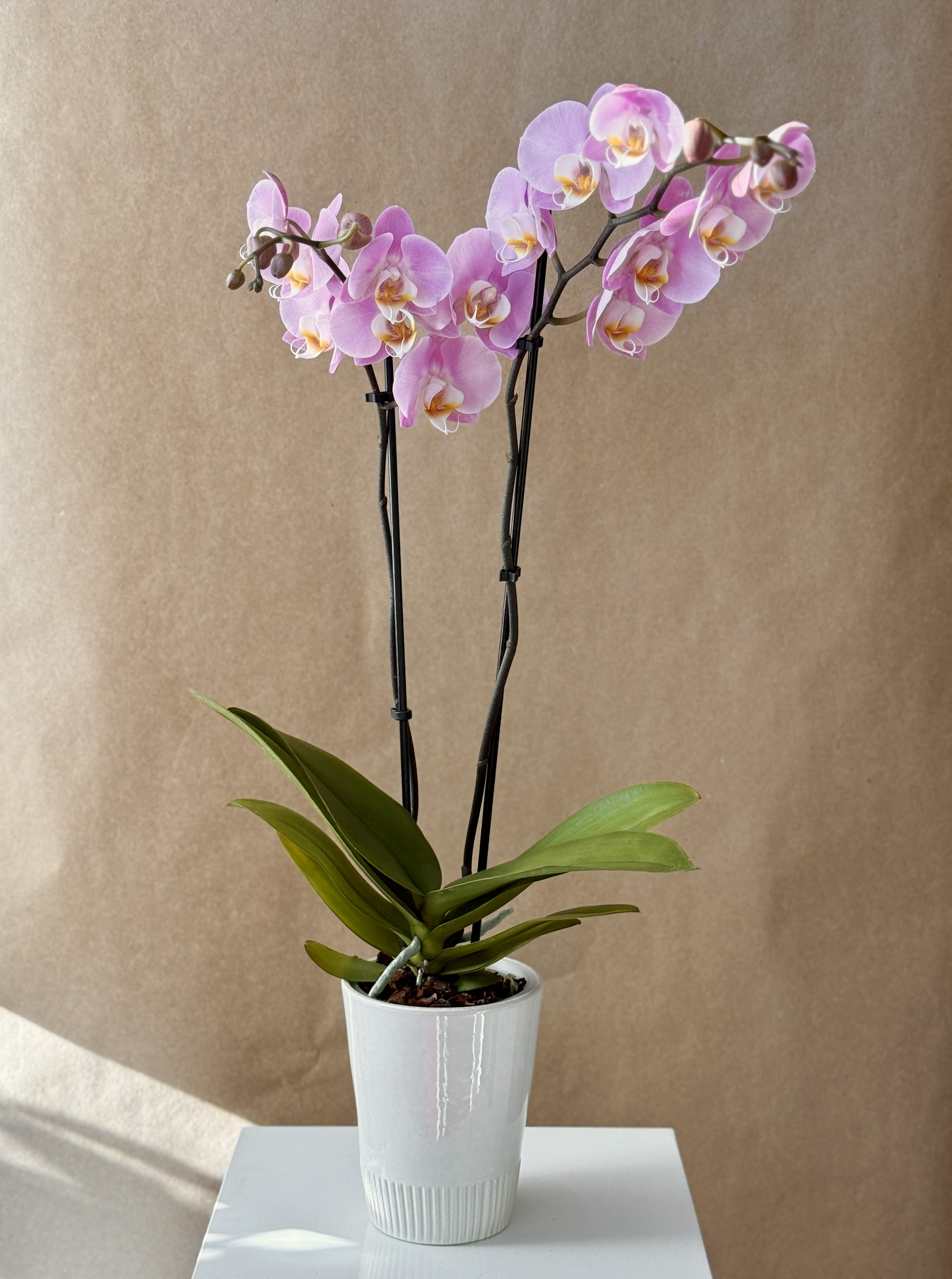 Ginger - Light pink Phalaenopsis orchid plant in a ceramic pot