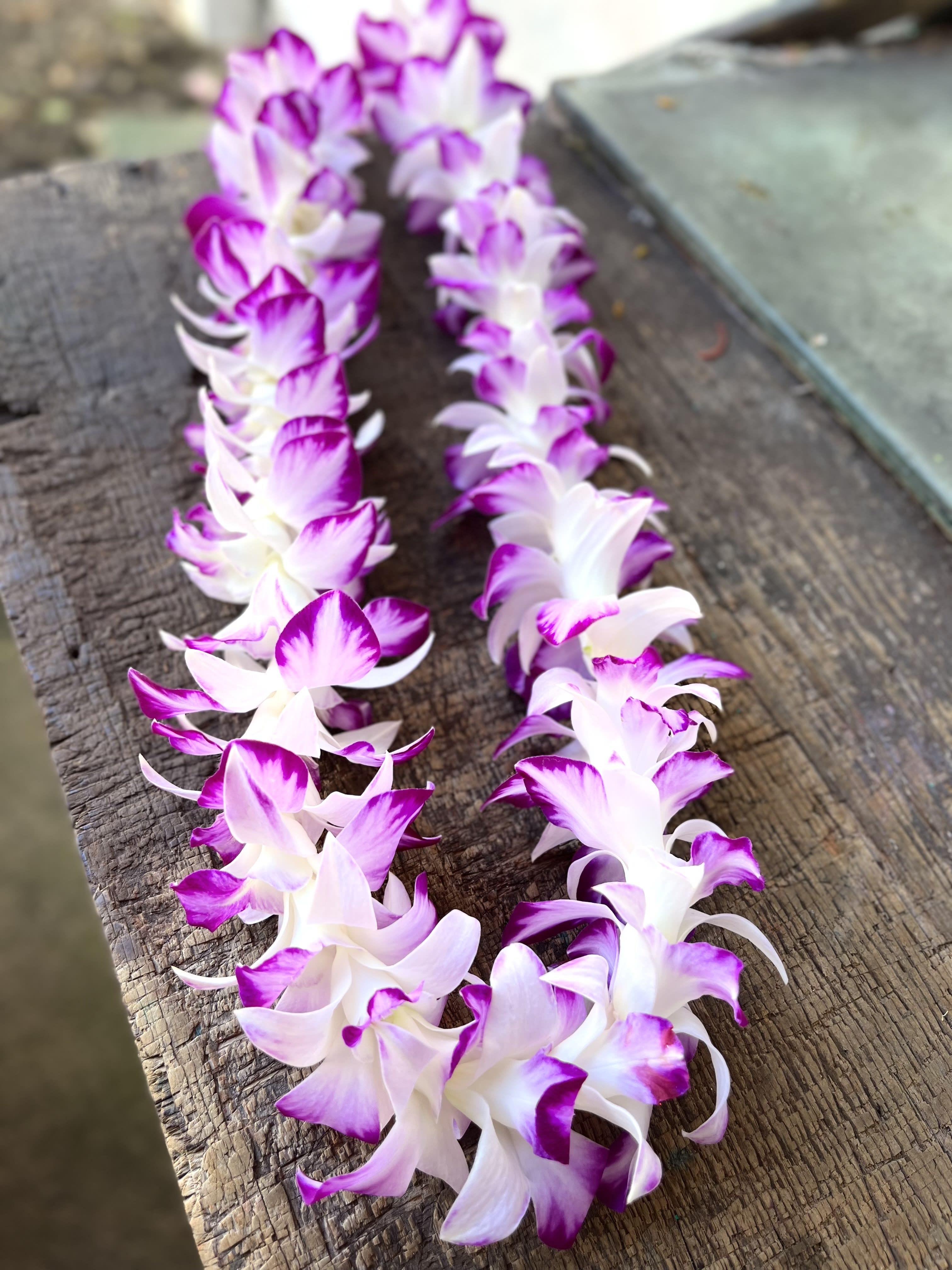 SINGLE SPLASH ORCHID LEI - Beautiful two-toned Sonya orchid lei.
