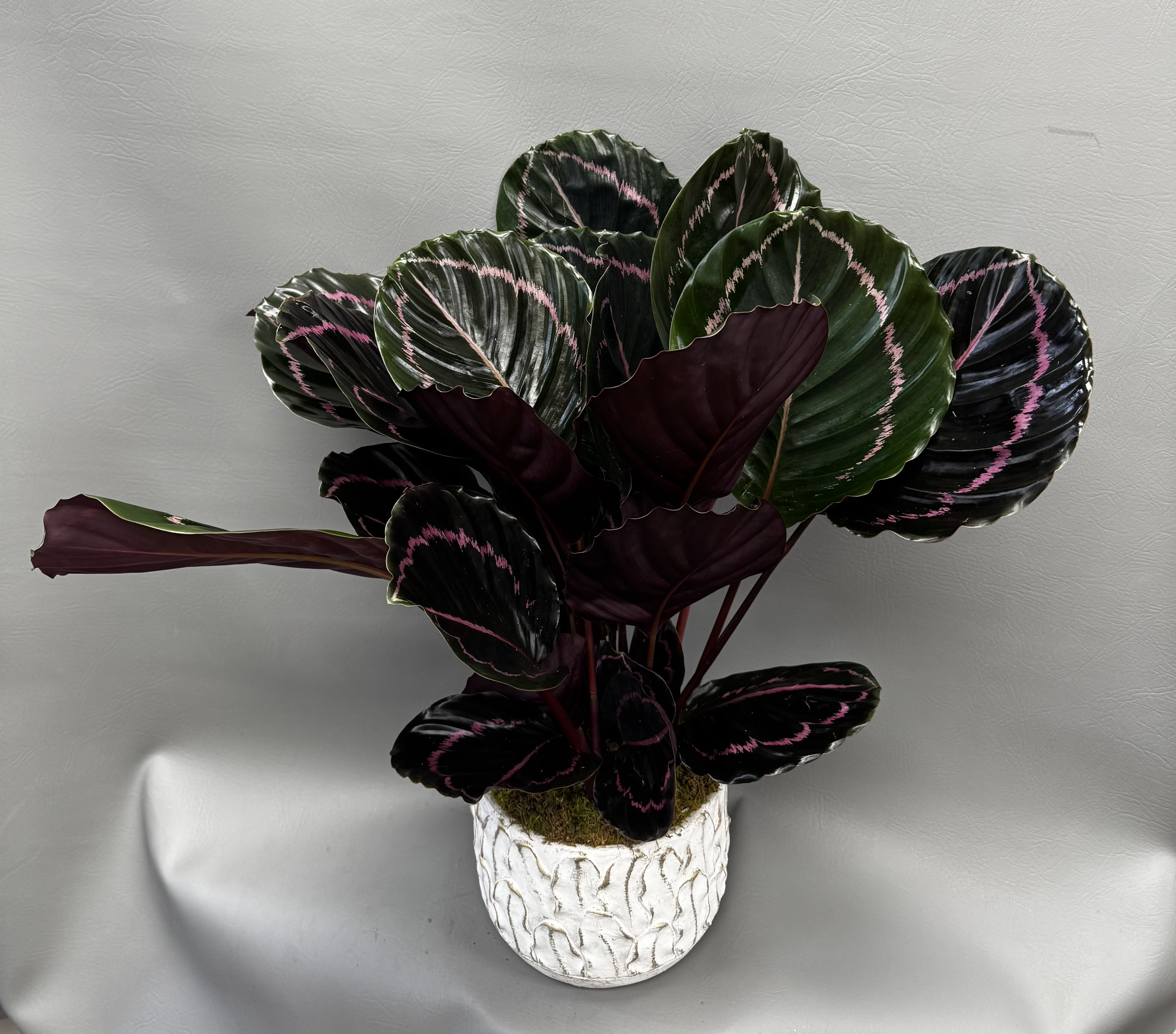Calathea 6 in - Leaves: Large, round to oval leaves with a deep green to nearly black surface, accented by pink to rose-colored patterns that form rings or feathered lines radiating from the center.  Undersides: Rich burgundy or purple, very characteristic of calatheas.  Growth habit: Compact, clumping houseplant that grows upright from the base.  Movement: Like other prayer plants, the leaves move in response to light, often folding slightly upward at night.  