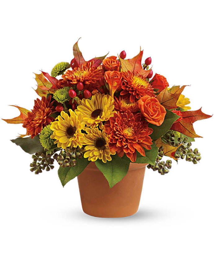 Sugar Maples - Chrysanthemums in autumnal colors of yellow, bronze and green - set off by fiery orange roses, seeded eucalyptus and hypericum - nestle together with brilliant fall leaves to create a bright floral arrangement that's reminiscent of a walk in the woods at sugar maple time. A terra-cotta pot adds a rustic touch. Orange spray roses, yellow viking spray chrysanthemums, bronze cushion spray chrysanthemums, green button spray chrysanthemums, red hypericum, seeded eucalyptus, fall leaves and salal are arranged in a terra-cotta pot. Orientation: All-Around