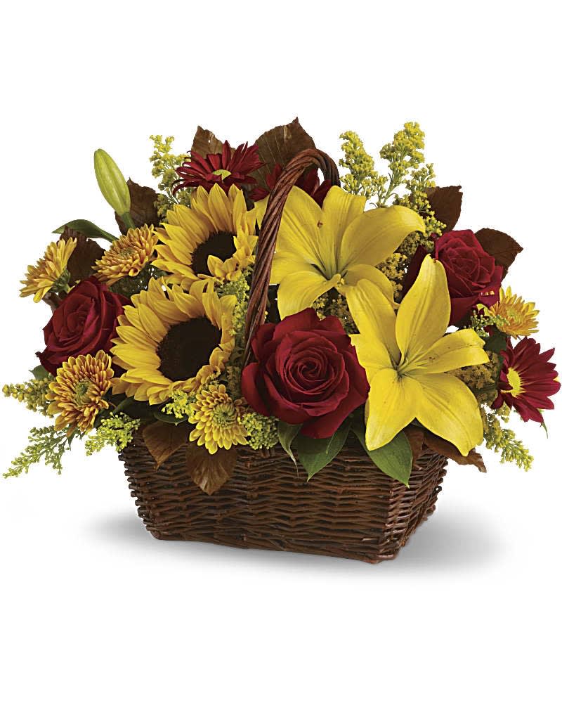 Golden Days Basket - Send warm autumn sunshine to a special friend or relative with this golden gift basket of flowers. Yellow lilies and sunflowers make everyone smile! A dark, handled basket presents bright fall bouquet of yellow asiatic lilies, yellow sunflowers, gold cushion mums, burgundy daisies, yellow solidaster, brown copper beech leaves and rich green salal. Orientation: All-Around