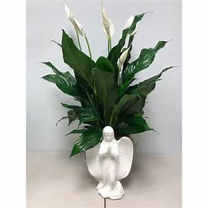 Angelic Peace Lily - Beautiful ceramic angel filled with a 6 inch pot of Peace Lilies, easy to care for and a very thoughtful gift, A Floral Expressions Exclusive, local delivery only. Plants may or may not have blooms depending on the environment in which they're grown.