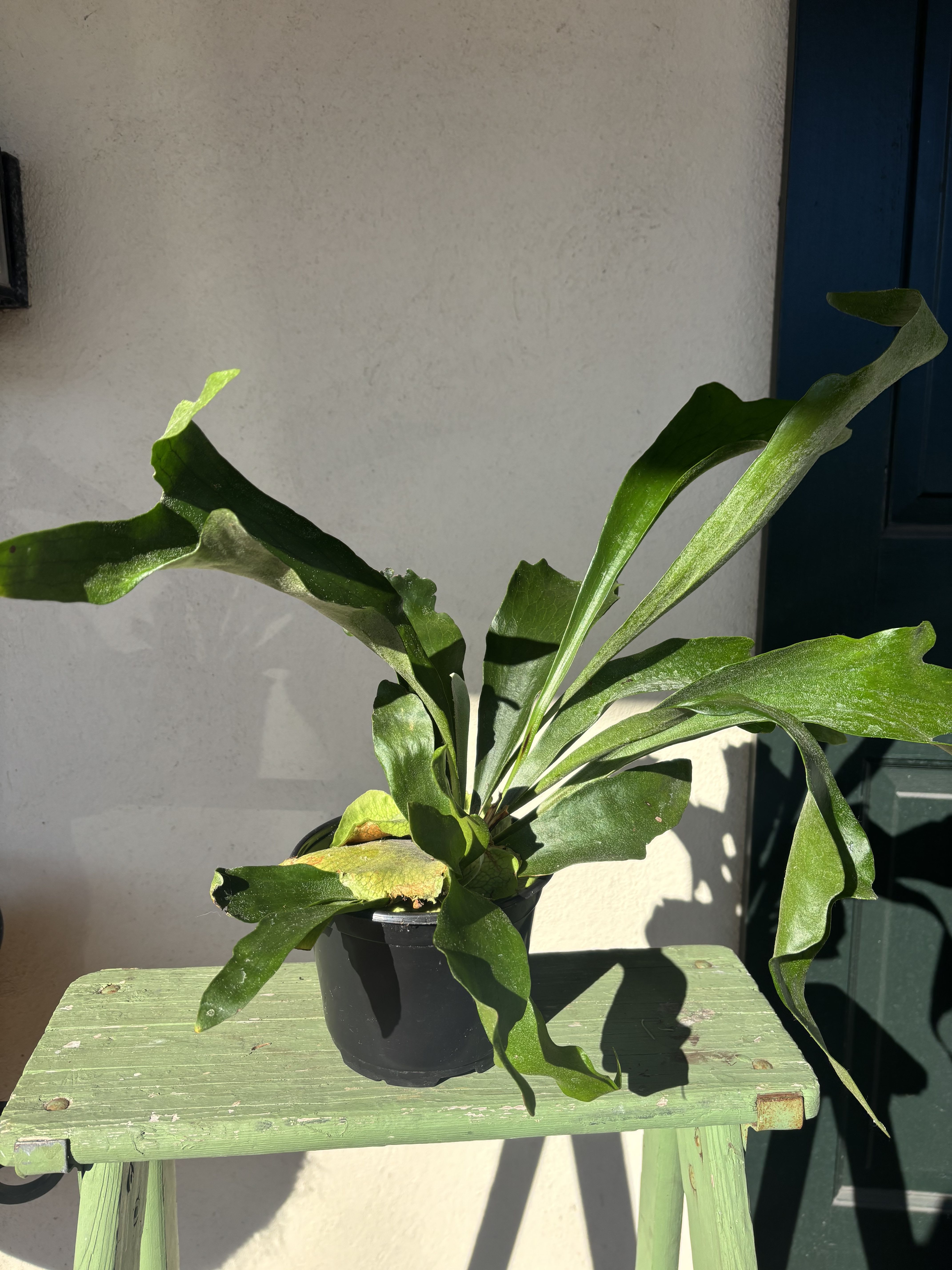 Fern Staghorn - Perfect 6 inch house plant for indoor or outdoor (when fear of frost is gone). Great for summer patios and shade containers. Please call the studio for pricing for available containers.
