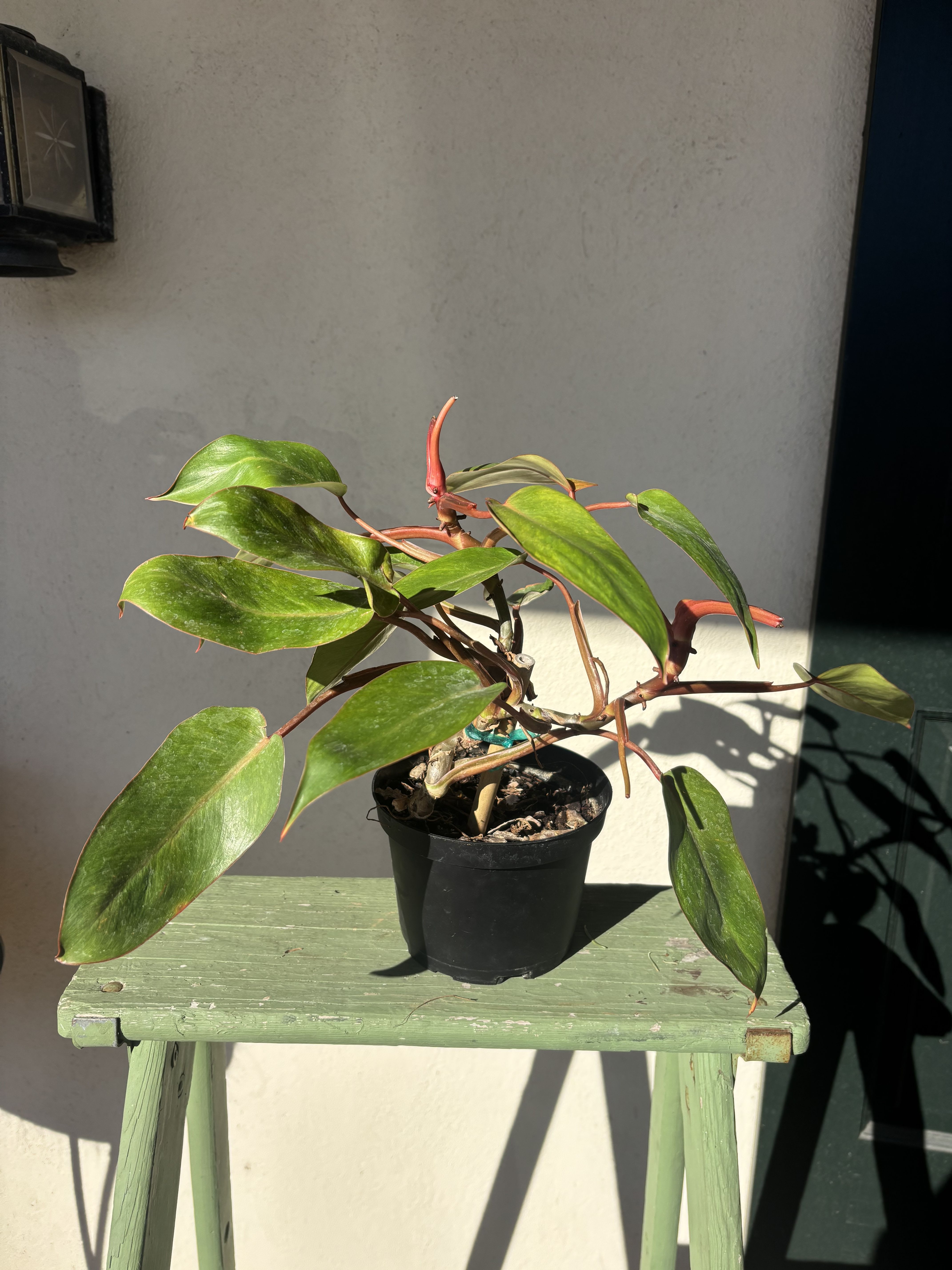 Philodendron Painted Lady - Perfect 6 inch house plant for indoor or outdoor (when fear of frost is gone). Great for summer patios and shade containers.