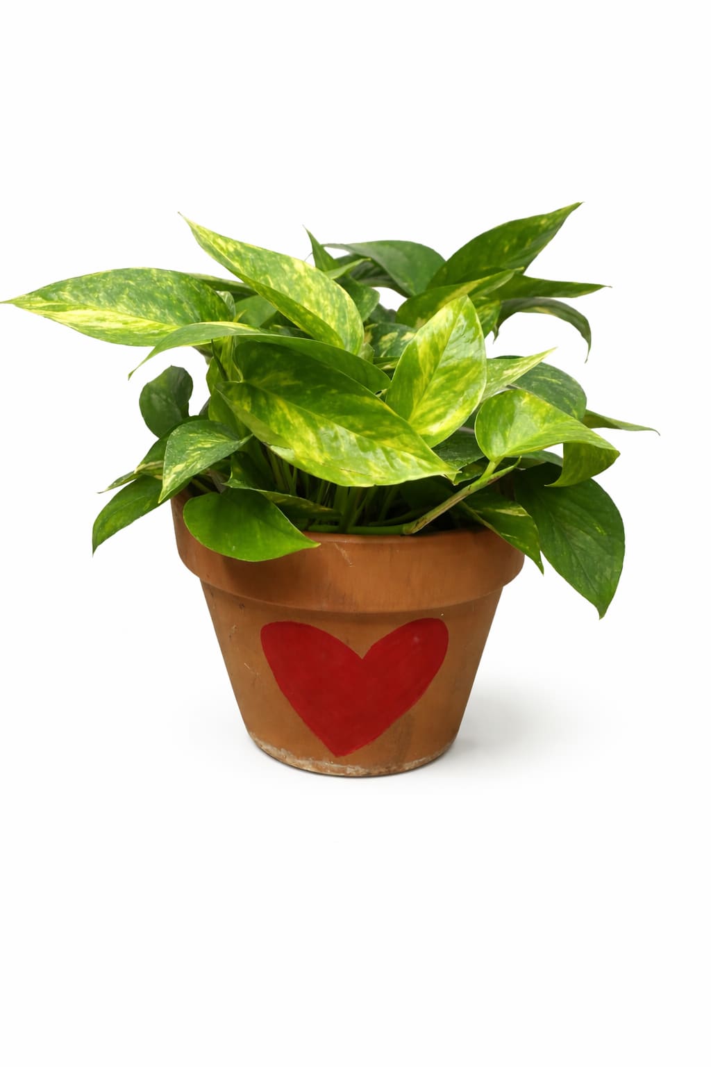 The Green Goddess - A 6 inch Designer Choice Green Plant for the green goddess in your life! Plants will come in a clay pot with hearts painted in pink or red. 