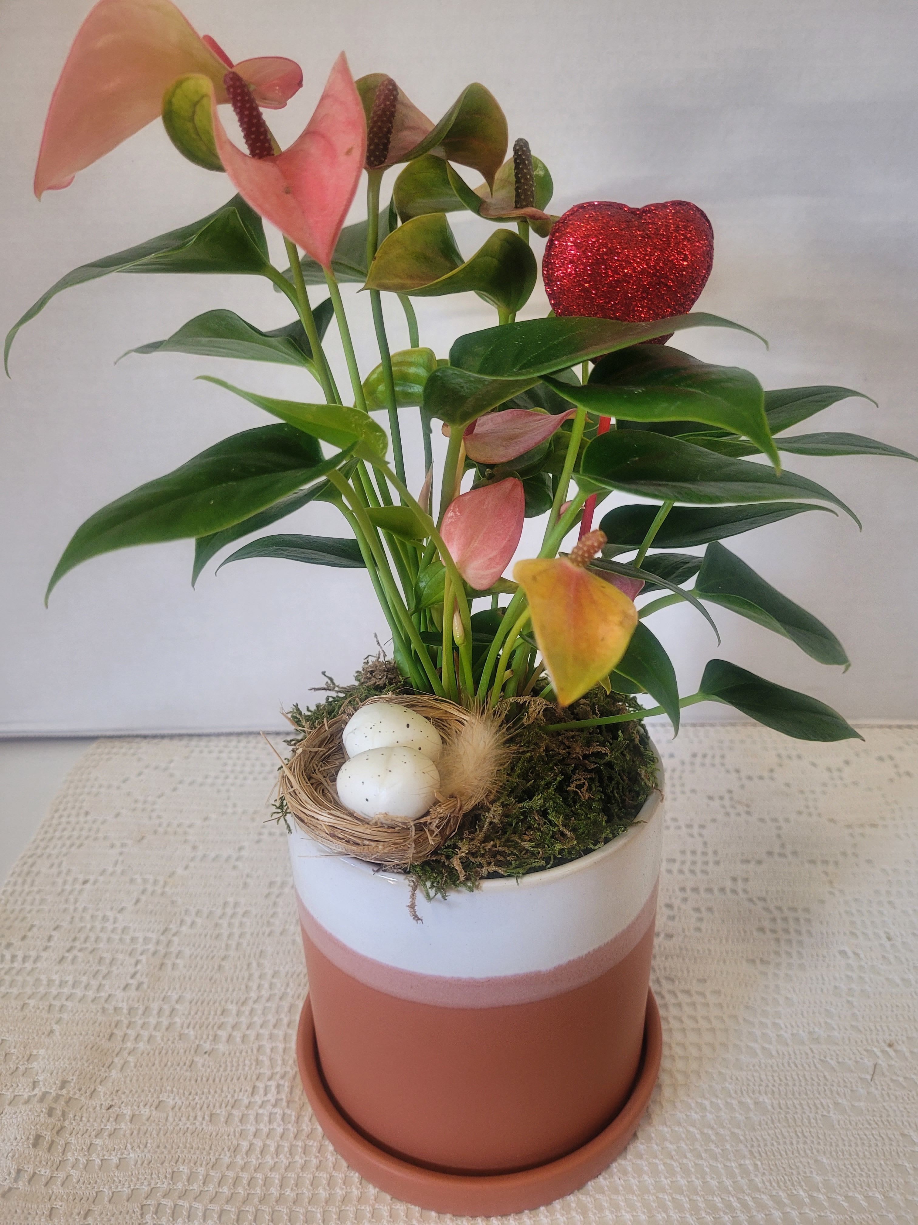 Pink Anthurium in Glazed Terracotta  - A delicate pink Anthurium planted in a versatile ceramic container with saucer. A little birds nest reminds us that spring is just around the corner. Ideal for a coffee table or as a centerpiece. 