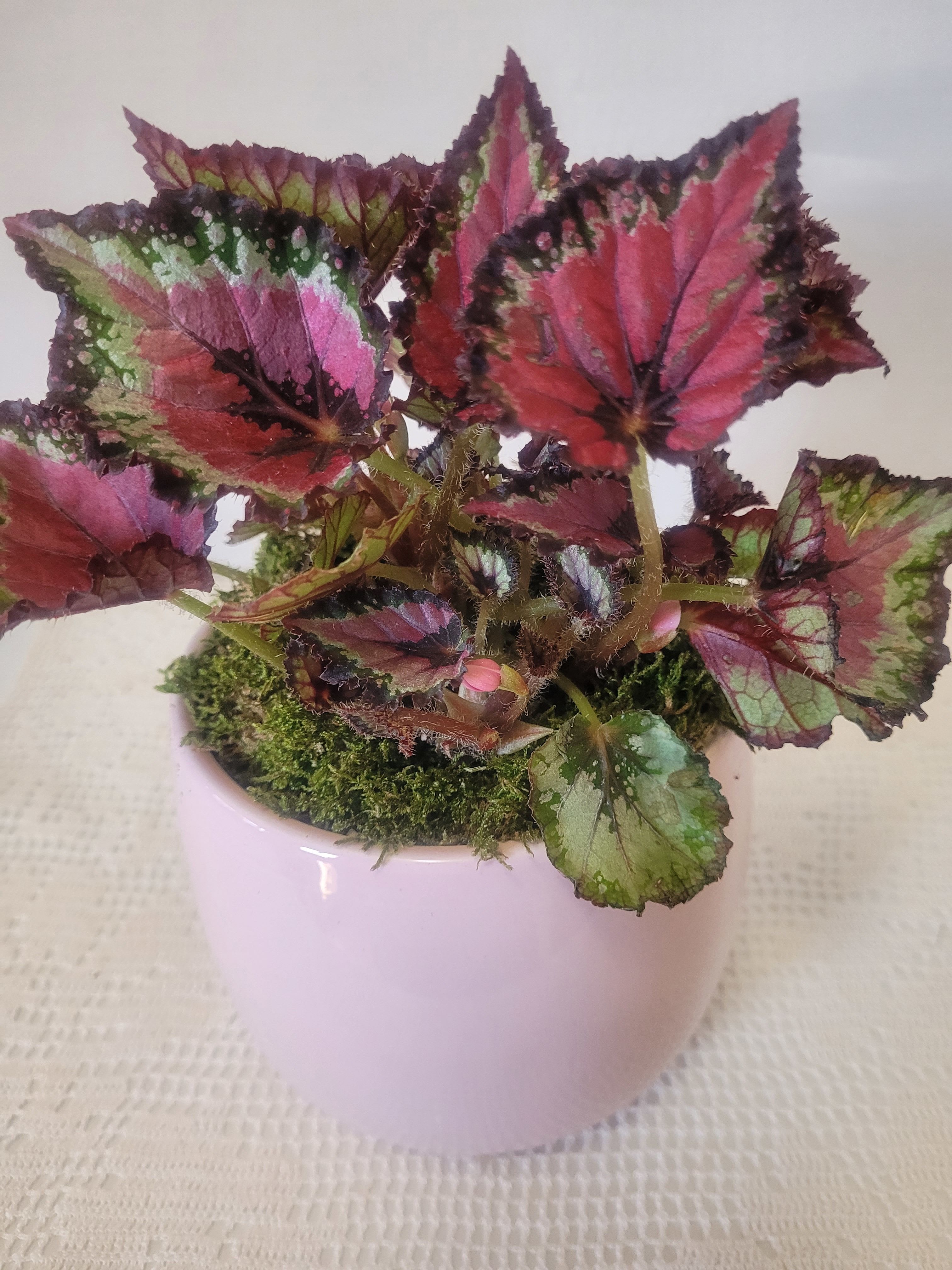 Rex Begonia in Pink Ceramic  - This "Mini Merry" Begonia is a reliable miniature with great leaf color. A versatile houseplant that should be kept evenly moist in a bright light setting. Even though it is prized for its leaf color and texture, it produces small pink blooms.