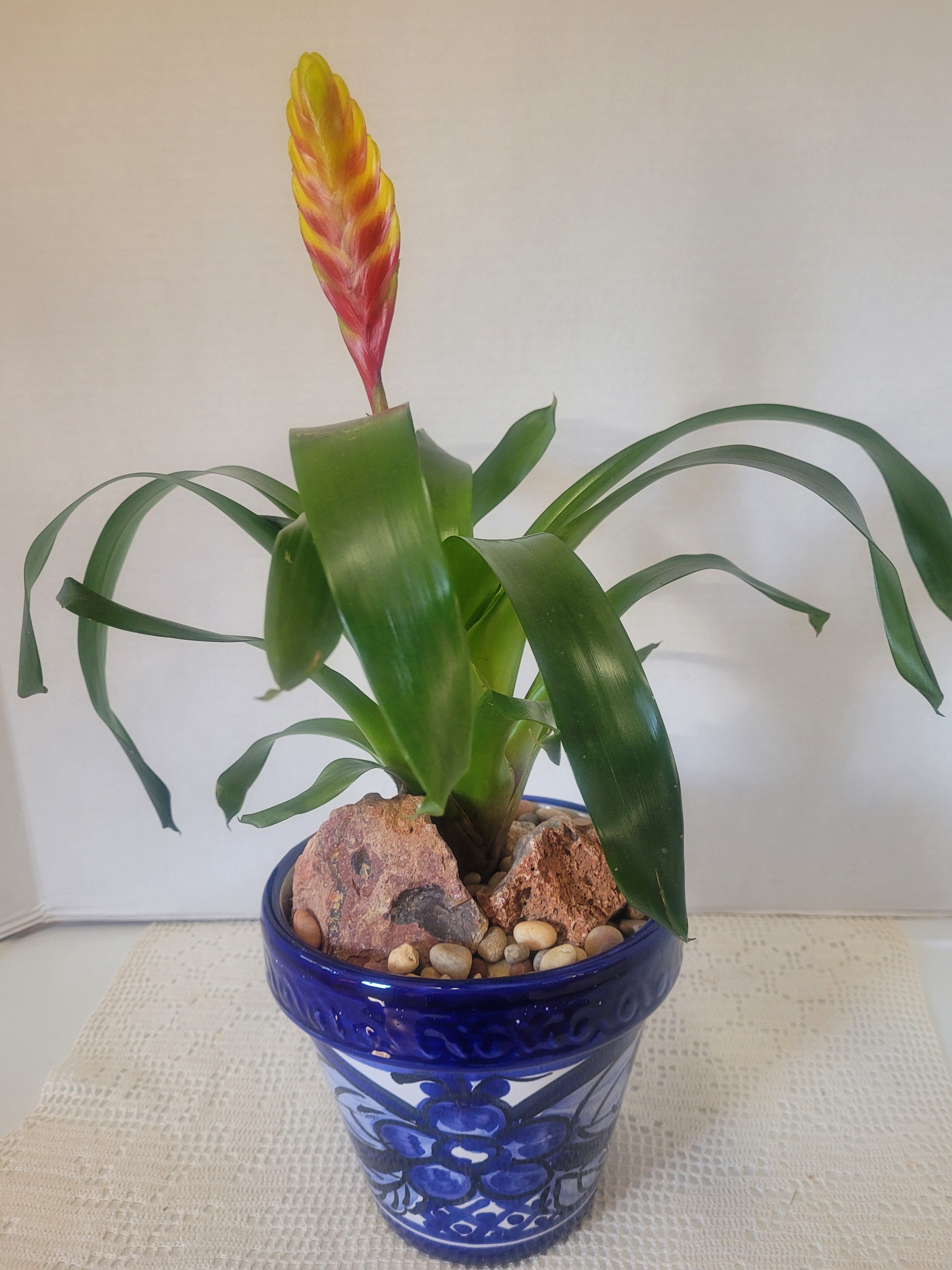 Bromeliad Vriesea - Tiger striped bloom planted in a Talavera blue and white container. Ideal for any occasion. 