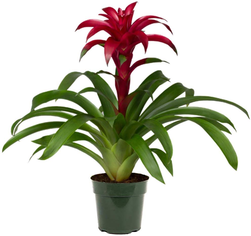 6'' Bright Bromeliad - A colorful tropical bromeliad plant, it's spectacular bloom resembles a flaming torch. Easy to maintain, with long-lasting blooms, it will add just the right spark to any occasion. These plants come in a variety of colors.   Includes a wicker basket and a bow.  Upgrade your plant to a decorative container or tin!
