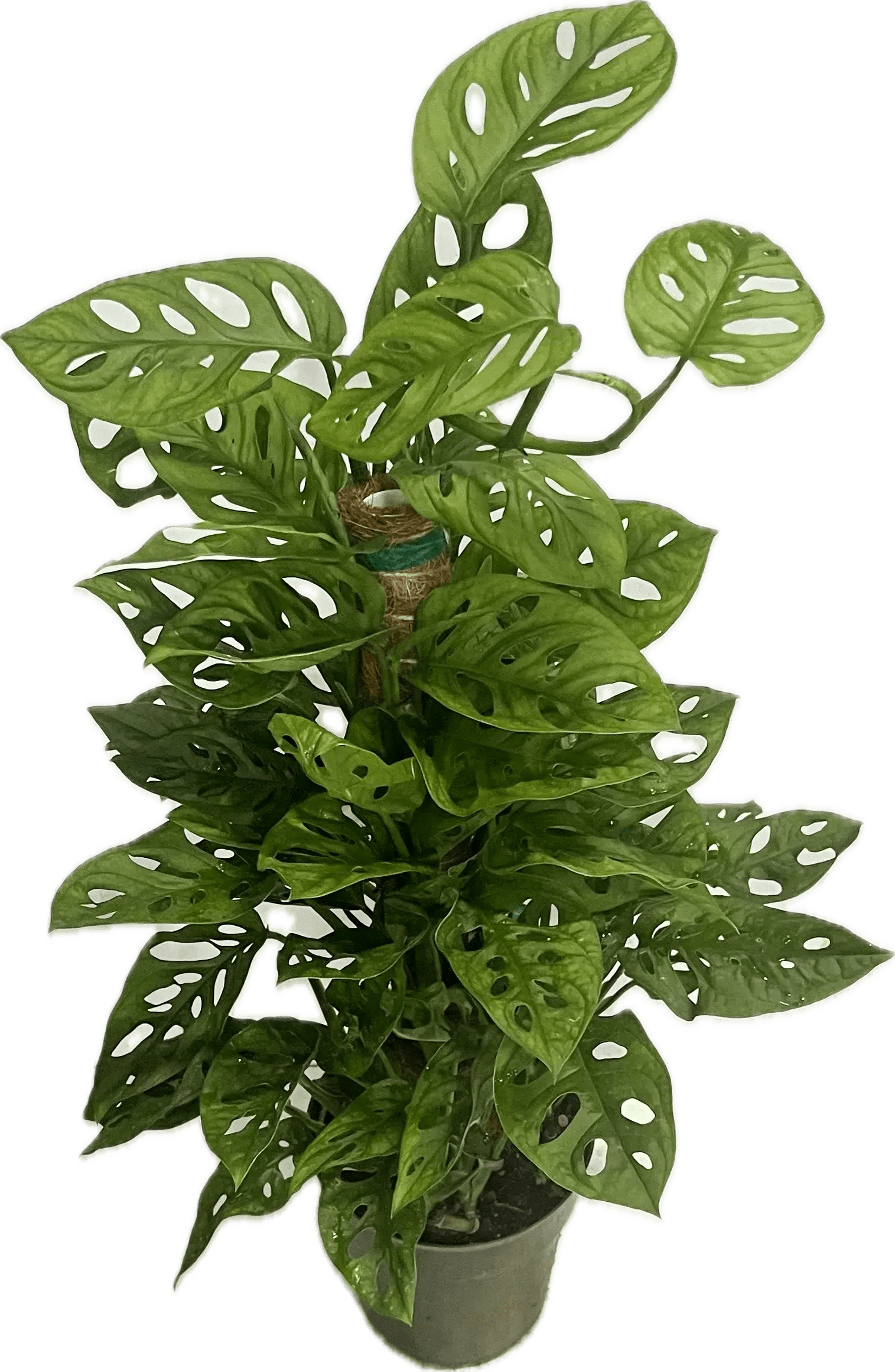 Swiss Cheese Plant  - The Swiss cheese plant is a tropical climbing houseplant known for its dramatic leaves full of natural holes, giving it the look of Swiss cheese. It’s popular because it grows quickly, is easy to care for, and adds a lush, jungle-like feel to indoor spaces.