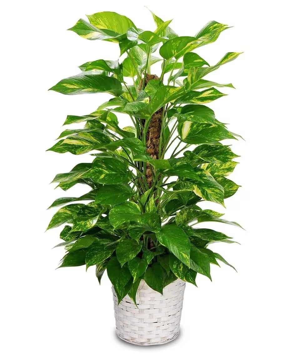 Pothos on Pole  - Pothos plant is an evergreen plant with thick, waxy, green, heart-shaped leaves with splashes of yellow. A great way to add some green to your home and easy to manage! Includes a wicker basket and a bow. Upgrade your plant to a decorative container!