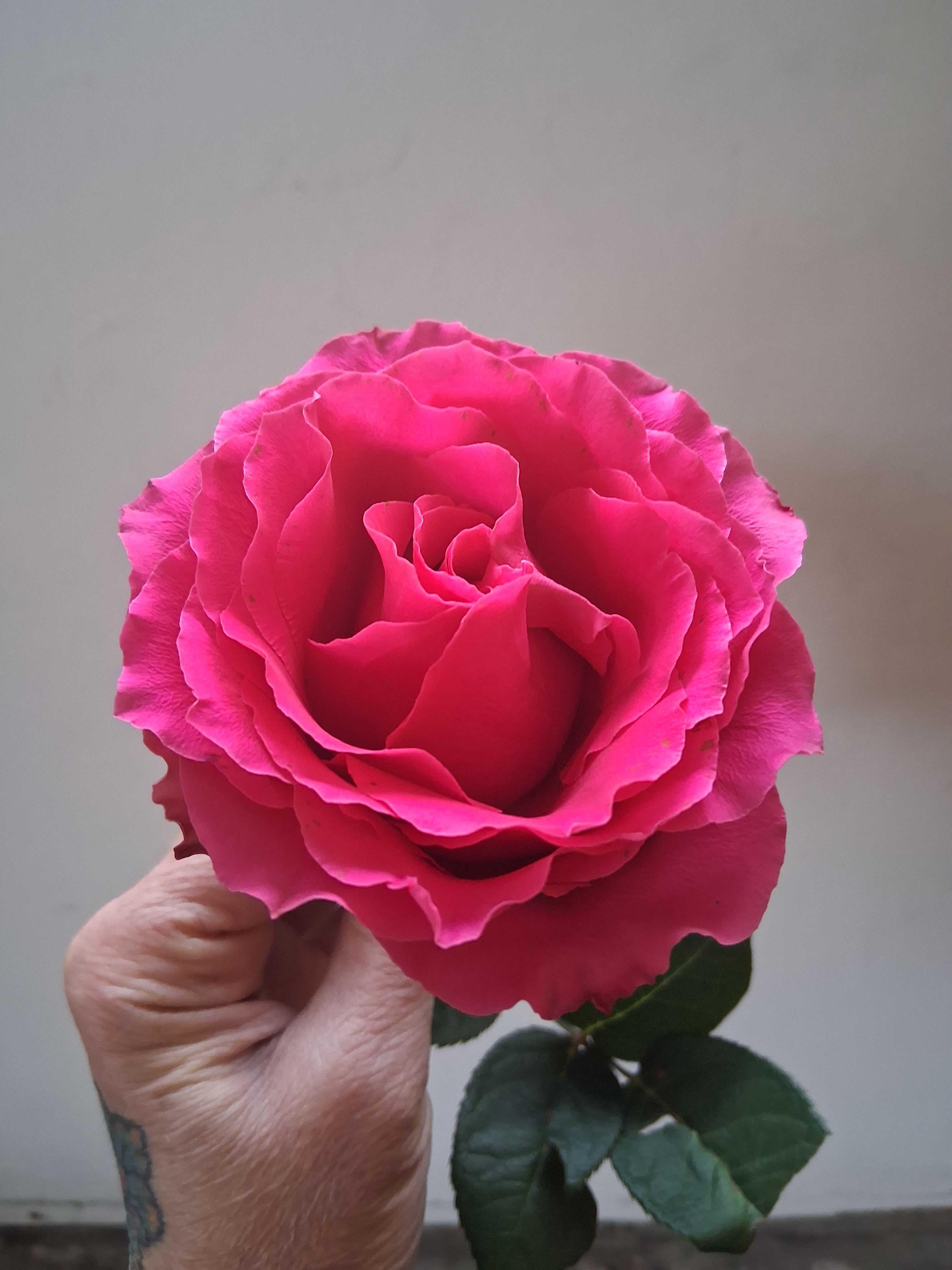 Single hot pink rose - Beautiful single steam hot pink rose