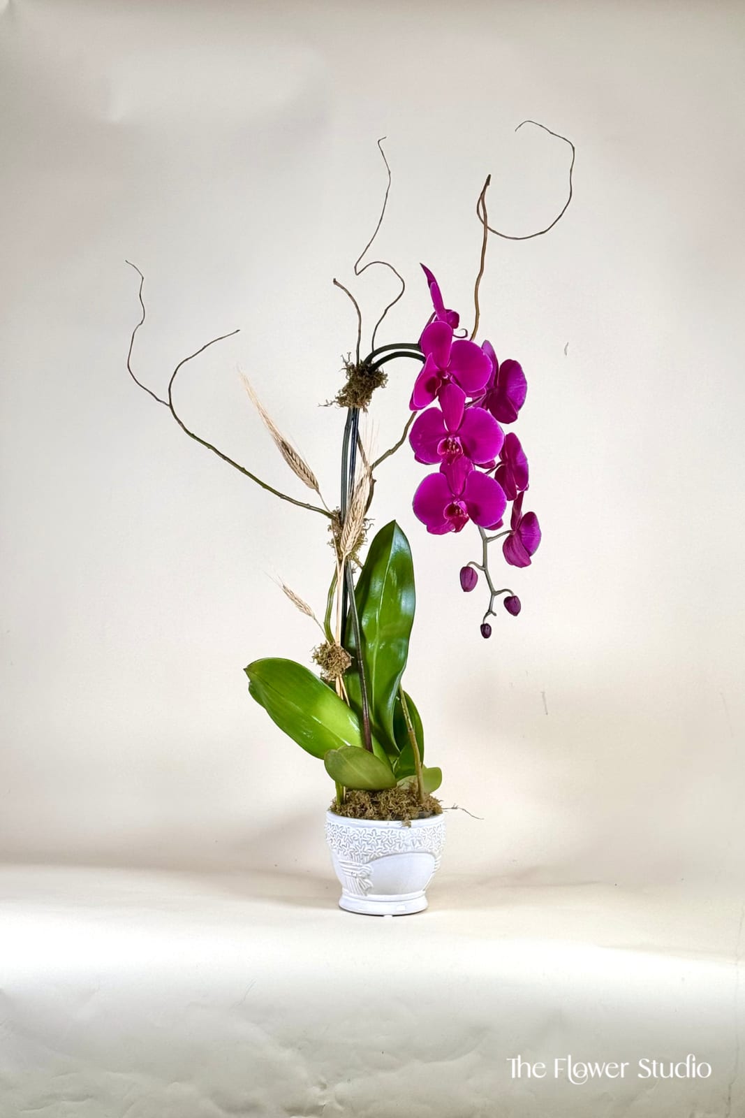 Paradise Orchids - An elegant orchid arrangement designed to bring a touch of refined beauty to any space. Featuring graceful blooms and a clean, modern presentation, this piece is perfect for gifting or enhancing your home or office. Each orchid is selected for its natural charm and long-lasting appeal. Orchid colors may vary based on seasonal availability, and the container may differ while maintaining the same style and quality.