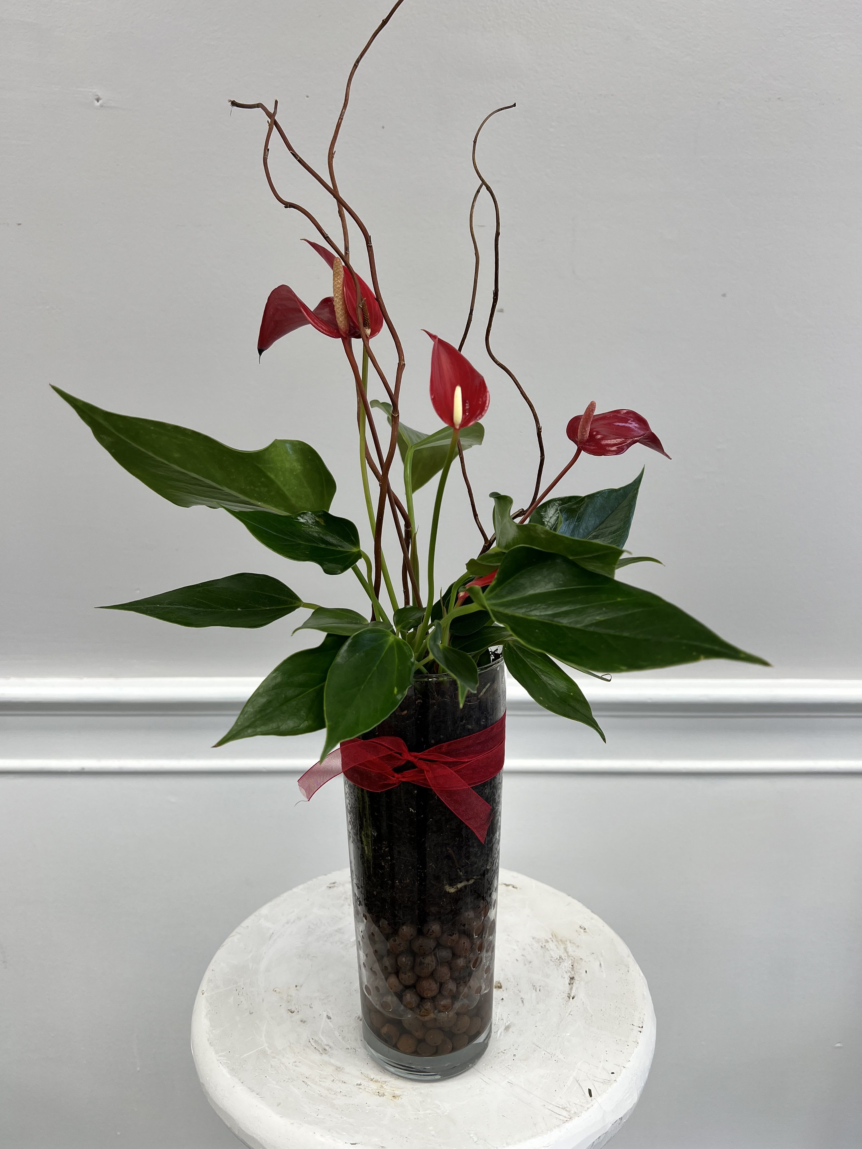 Anthurium  - Striking anthurium in a glass vase  