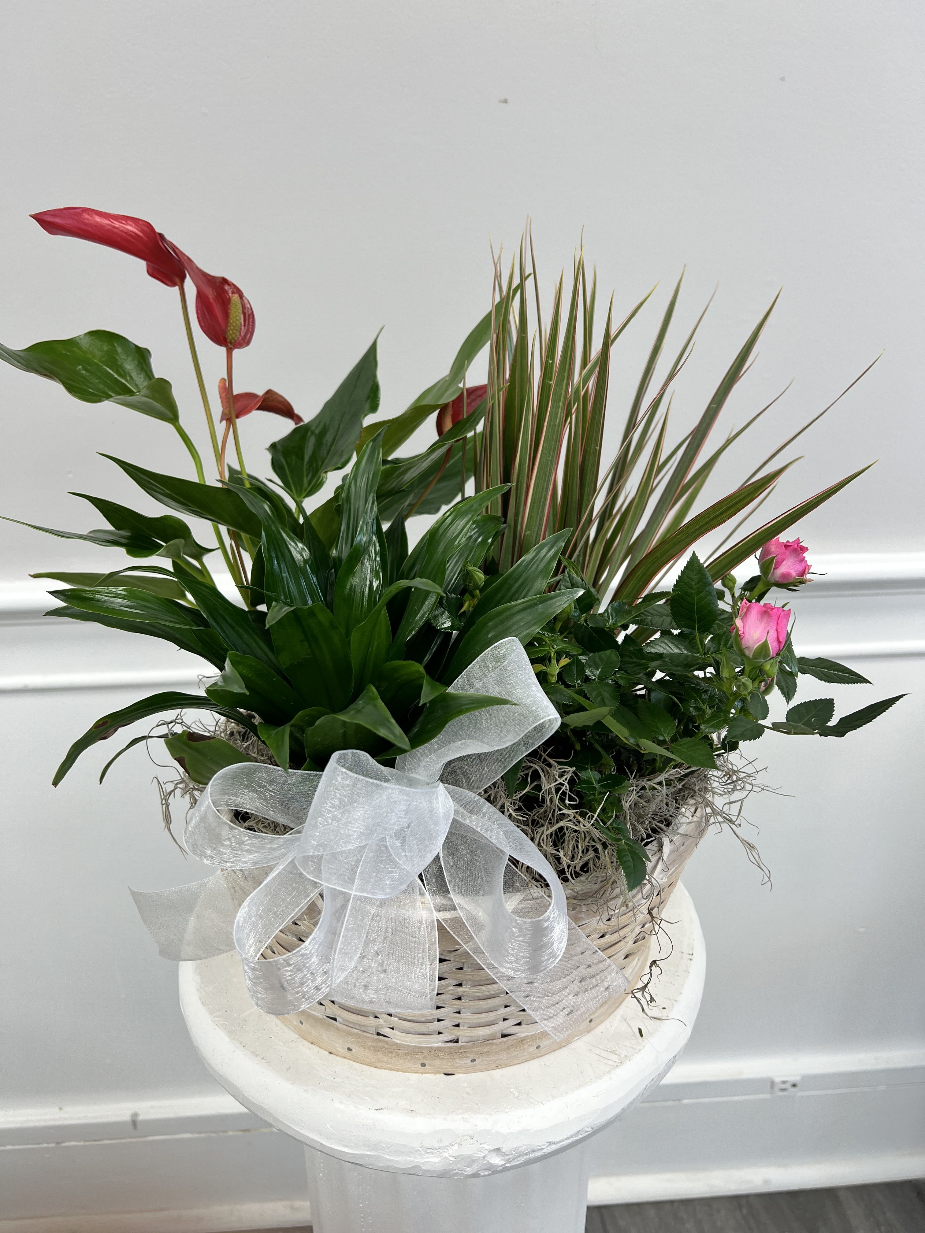Mixed Plant Basket  - Lush mixed plant basket perfect for any occasion  Plants will vary 
