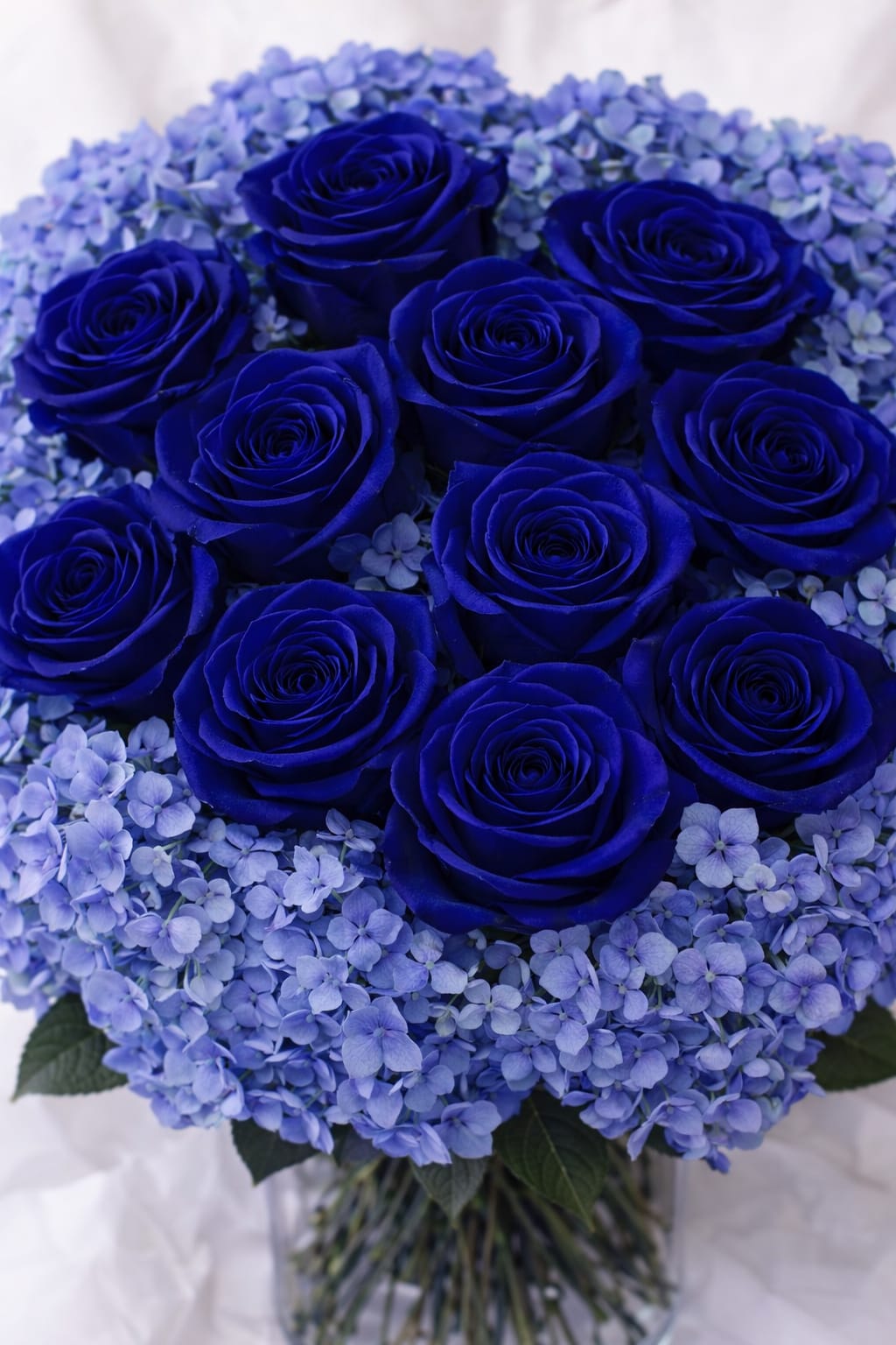Valentine Rose Bouquet (Blue) - A dozen of blue Roses in with blue hydrangea and greenery in a vase. 