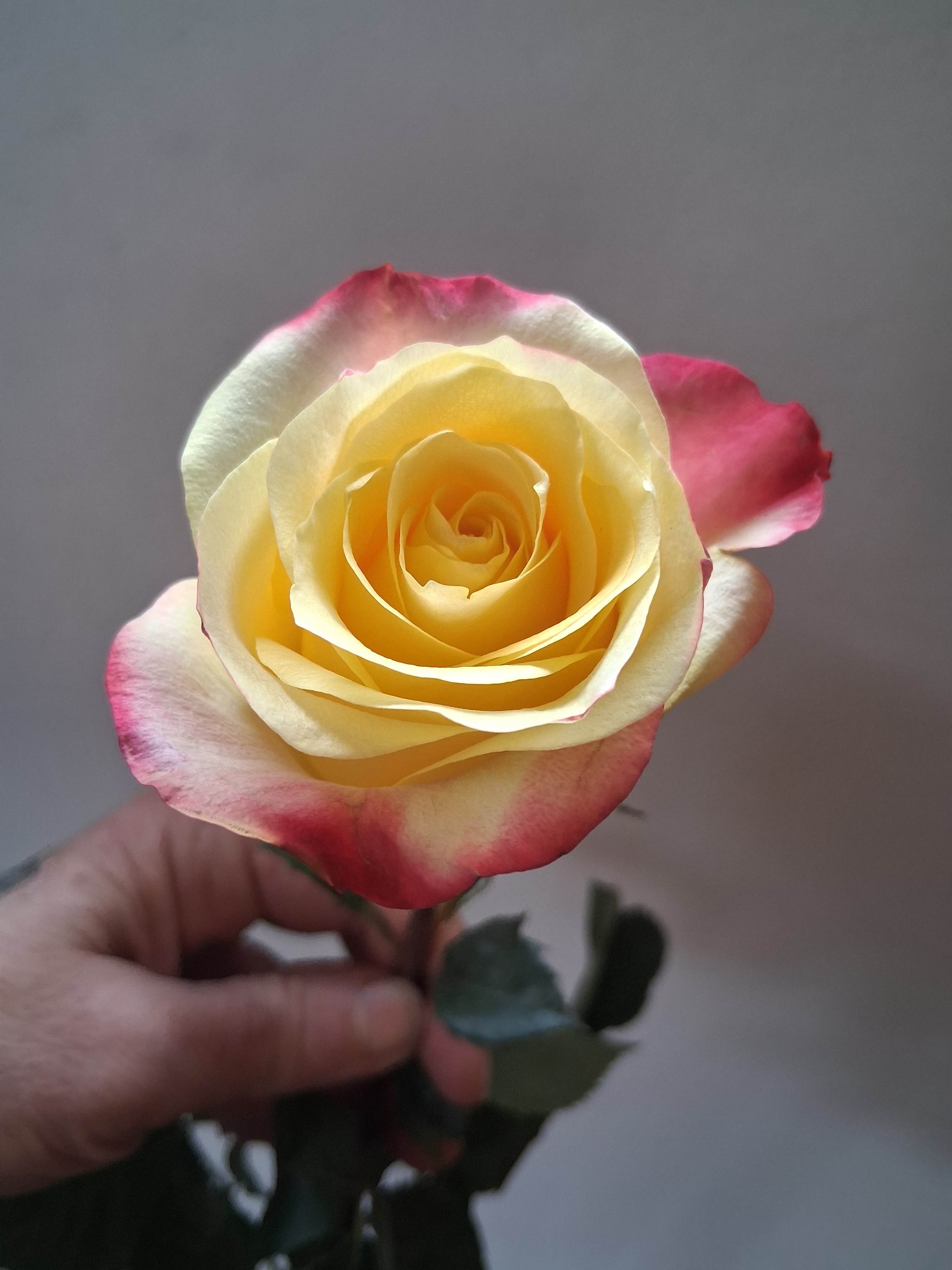 Single variegated yellow/touch of red  rose - Beautiful single steam variegated yellow/ touch of red rose