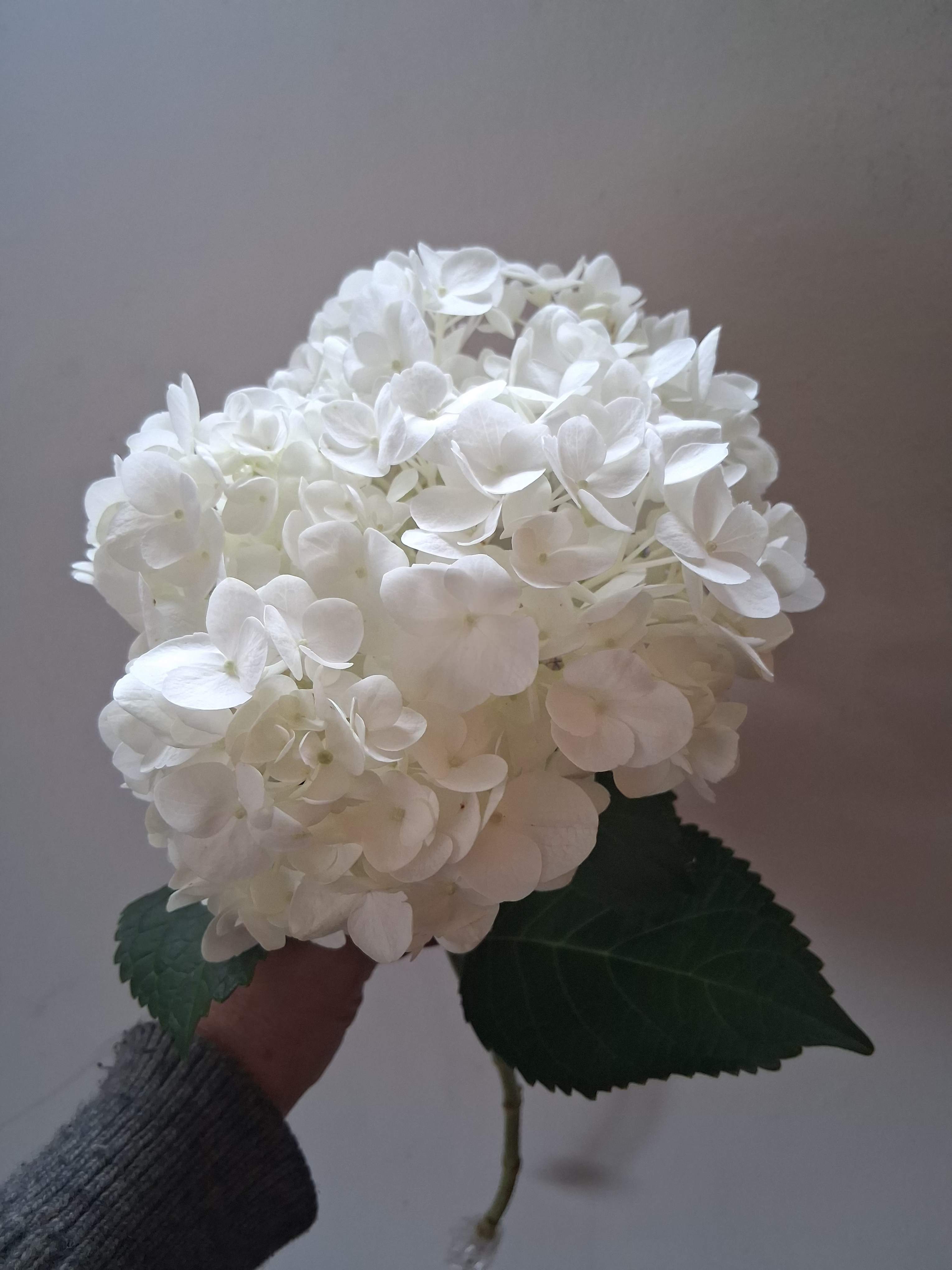 Single white hydrangea  - Beautiful large single steam white hydrangea
