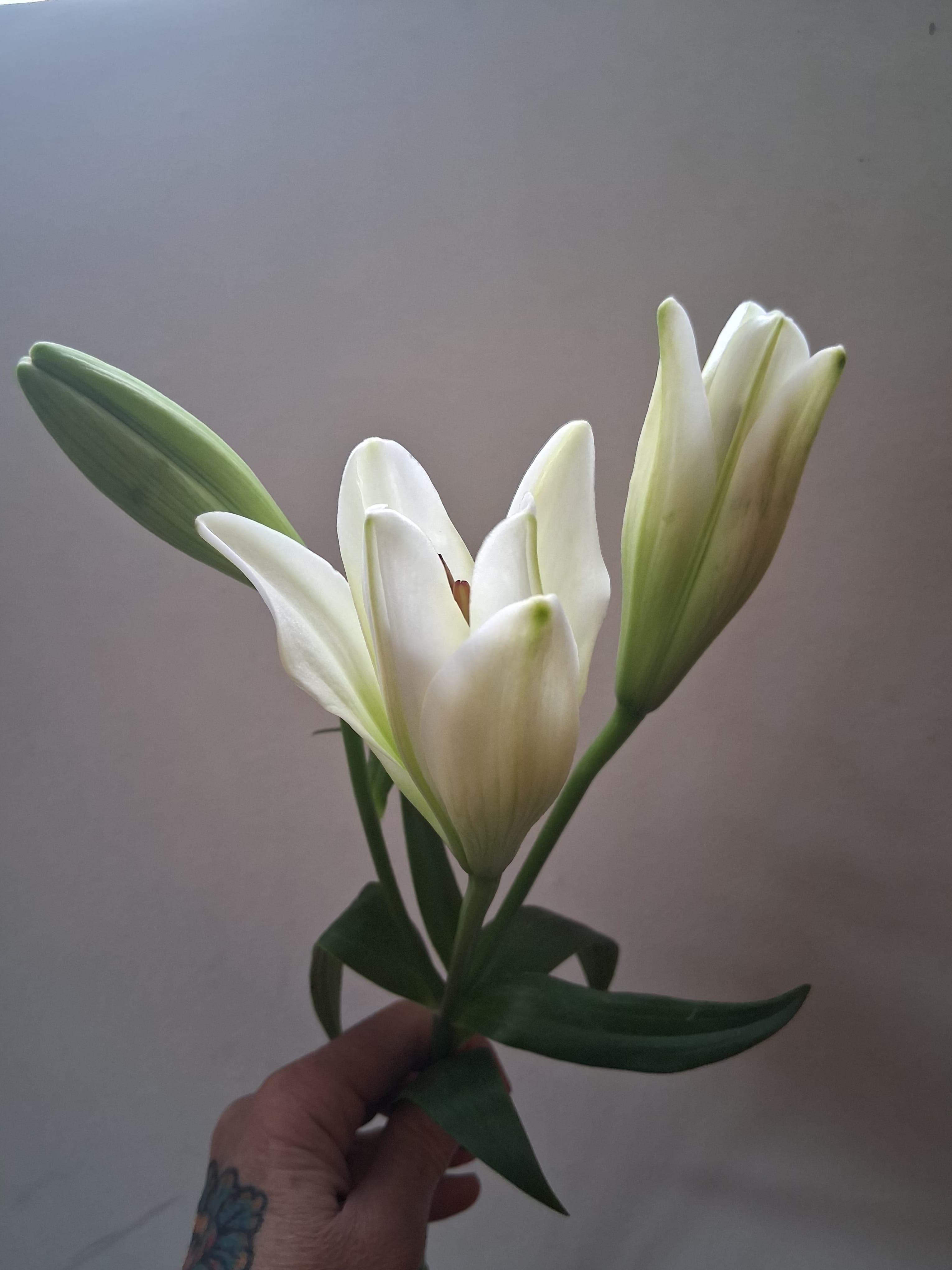 Single white Asiatic lily  - Beautiful single steam white Asiatic lily 