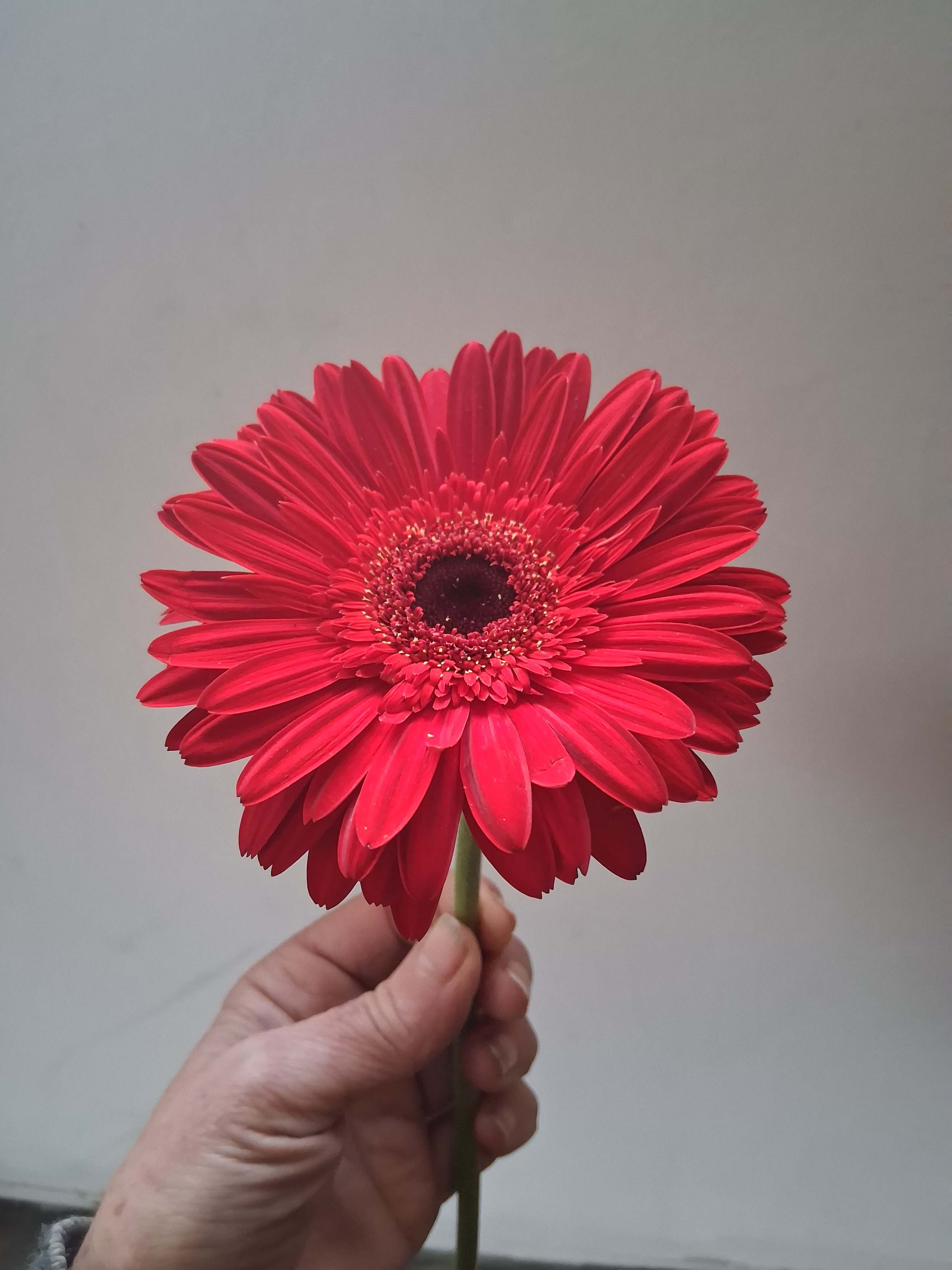 Single red gerbera daisy  - Beautiful single steam bright red gerbera daisy 