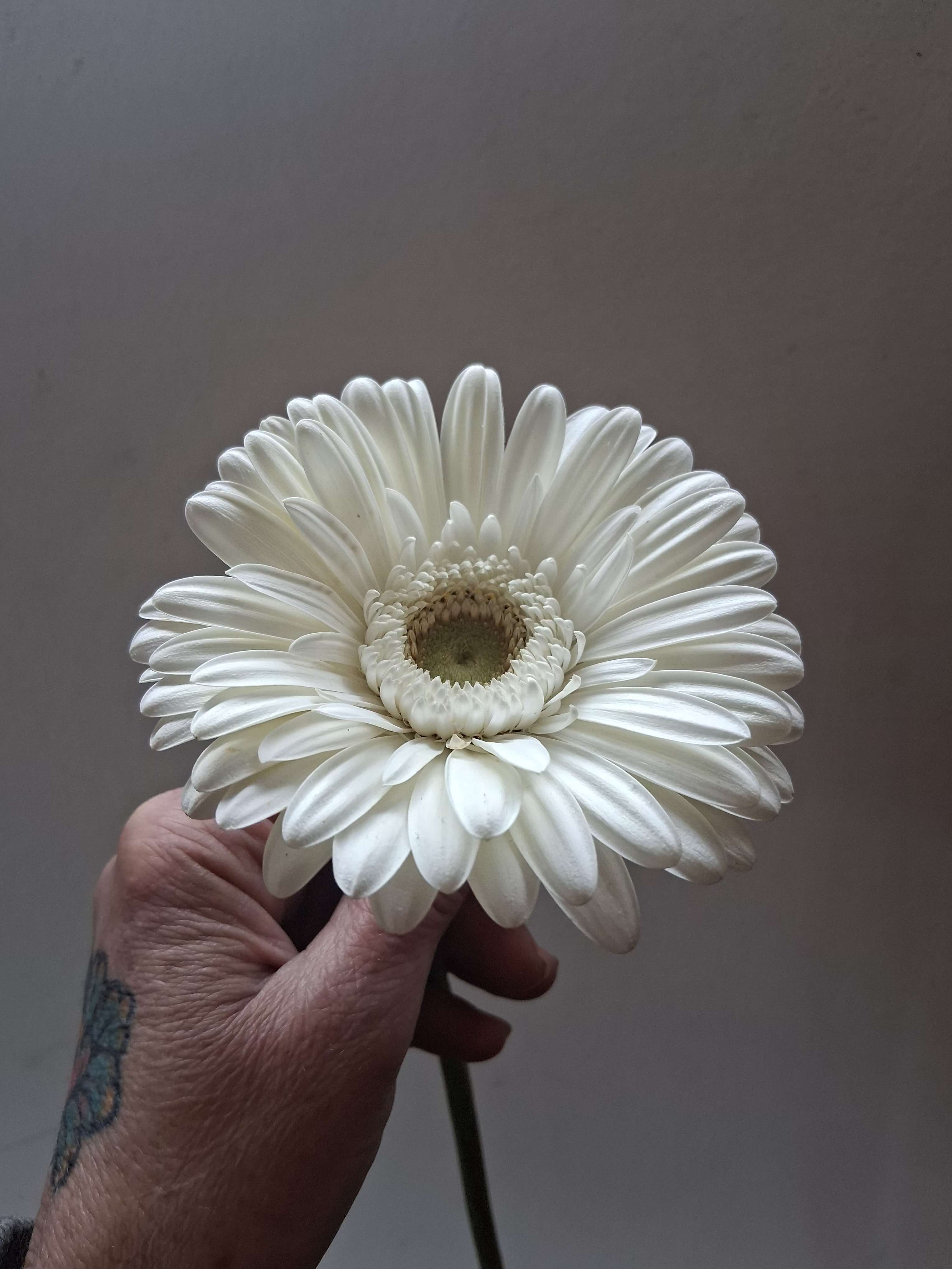 Single white gerbera daisy - Beautiful single steam pure white gerbera daisy