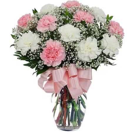 Dozen Pink and White Carnations Bouquet - Beautiful 12 stems of carnations bouquet in a clear vase with a bow add a stuffed animal, box of chocolates, or balloon for a final touch