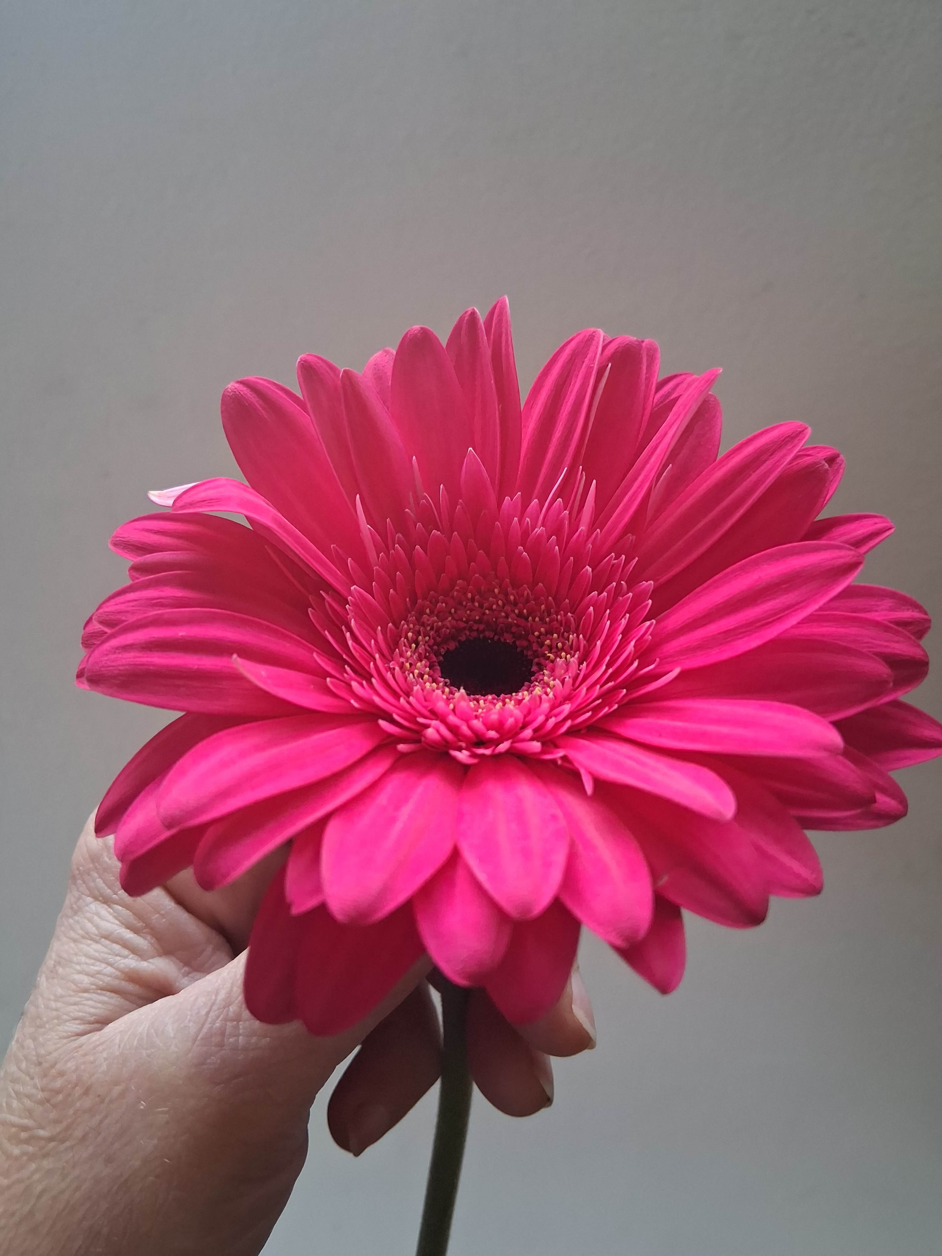 Single hot pink gerbera daisy - Beautiful single steam hot pink gerbera daisy