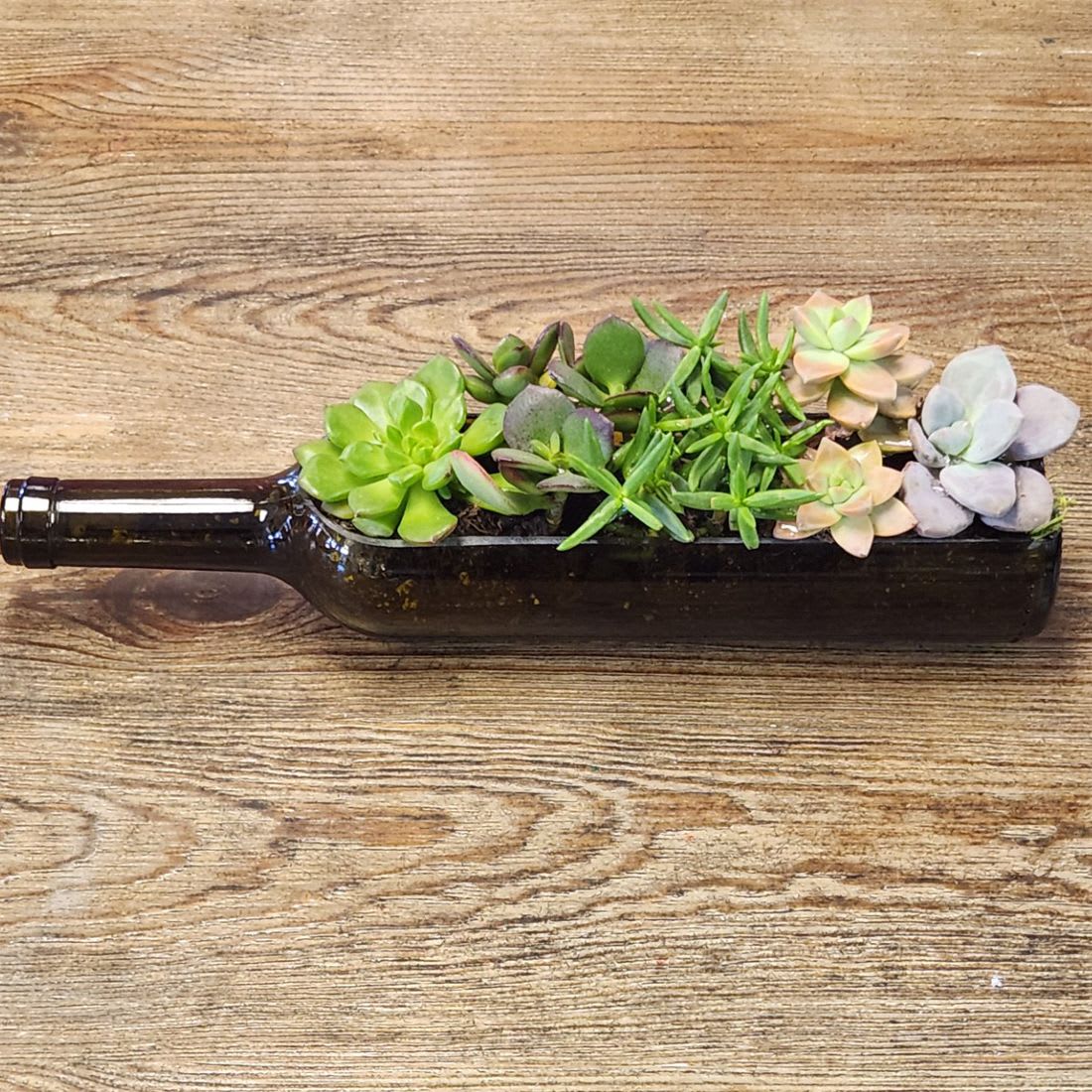 Wine Bottle Succulent Garden - Wine Bottle Succulent Garden – Handcrafted Living Decor  Add a touch of life and creativity to any room with our handcrafted Wine Bottle Succulent Garden. Each arrangement features a repurposed wine bottle filled with lush, low-maintenance succulents—an eco-friendly and eye-catching piece perfect for your home, office, or event décor.  Use it as a dining table centerpiece, wedding accent, or a unique addition to your kitchen window, patio, or desk. Every set includes a stylish standing wine bottle holder, making it ready to display right out of the box.  • Standard Set - Wine Bottle Succulent Garden  • Deluxe Set - Wine Bottle Succulent Garden with Curved Wood Holder  • Premium Set - Wine Bottle Succulent Garden with Artificial Pearl Necklaces Holder  Please Note: Succulent varieties may vary based on seasonal availability.  Care Instructions: Succulents thrive with minimal care. Keep the soil lightly moist—water thoroughly when dry (about every 5–7 days). Place in a warm location with moderate humidity and indirect light for best results.  Bring sustainable style and natural charm into your space with this unique wine bottle planter that lasts for years.
