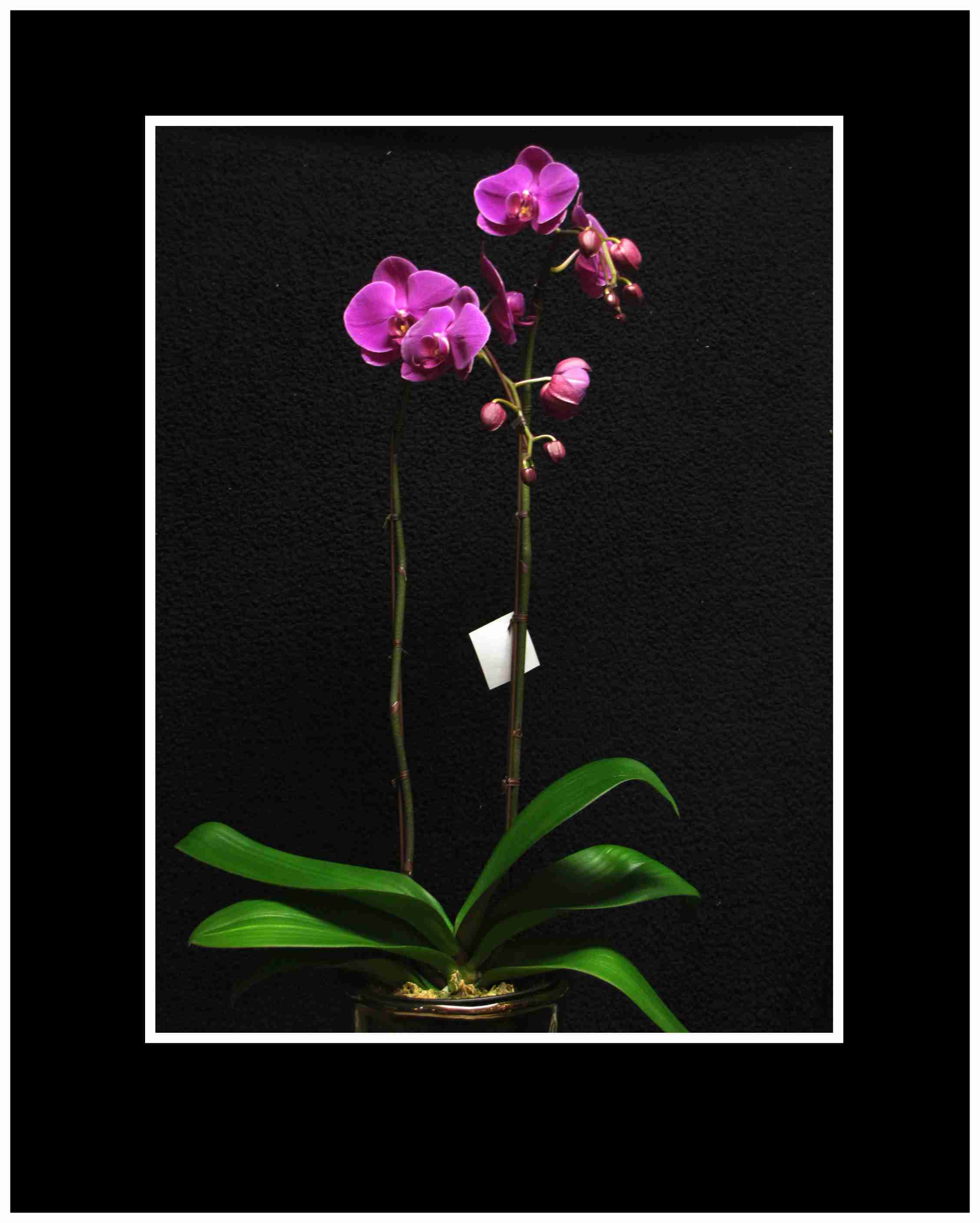 Purple Phalaenopsis Orchid Plant 2 stem - A 2 stem Purple Phalaenopsis Orchid in a ceramic pot decorated ready for gift giving. All our Orchids are hand picked by us directly from a premium grower, with the extra effort we put in, our orchids last and last. Many of our plants re-bloom for our customers giving them years of enjoyment. We always provide care instructions with every order to help ensure continuous pleasure.   Approx  26" x 12"