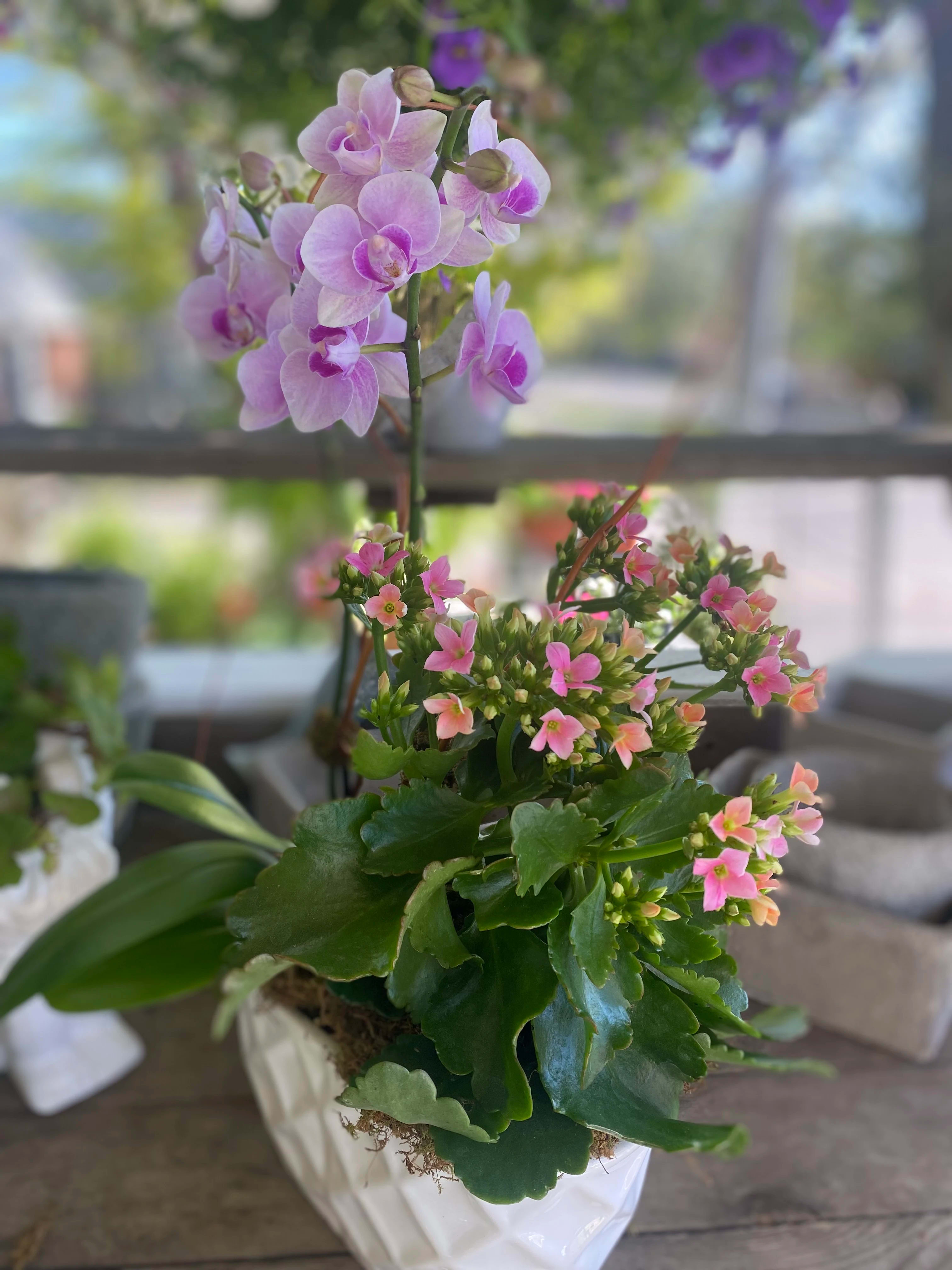 All in Bloom - A Cheerful Burst of Beauty Brighten someone’s day with our All in Bloom arrangement—a delightful pairing of a colorful orchid and a blooming plant, thoughtfully designed to bring lasting joy and elegance to any space. **Elegant Duo: Features a vibrant orchid and cheerful, blooming plant, professionally secured in a stylish ceramic container. **Finishing Touches: Accented with fresh moss and curly willow for a natural, polished look. **Versatile Placement: Perfect for an entryway, coffee table, or to bring comfort and cheer to a bedside setting. This long-lasting arrangement is a genuine delight, making it an ideal gift for someone in need of a little extra brightness or as a charming addition to your own home. Color and plant selection will vary on the day of delivery depending on availability. 