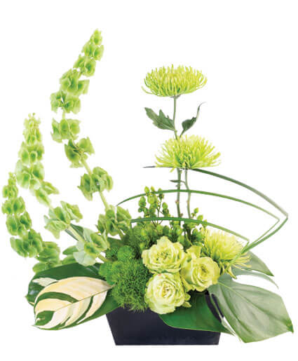Lovely Lime -  This lush, Zen arrangement mixes serene shades of green in a unique.  This truly unique mix of natural green elements includes green roses, button spray mums, bells of Ireland, ti leaves.