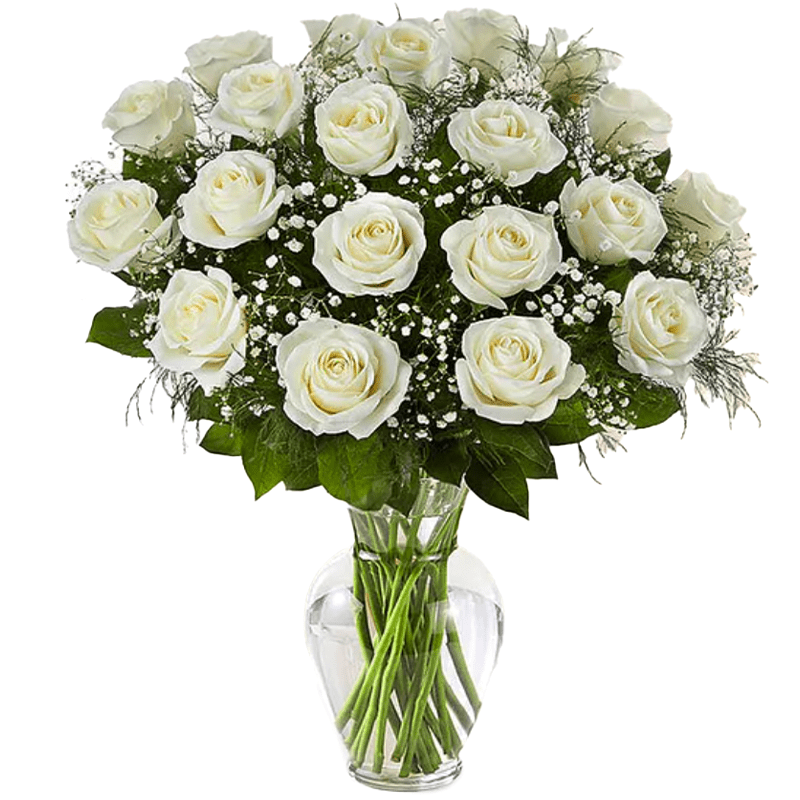 2 Dozen Long Stem White Roses - Pure, elegant, and beautifully full, this refined arrangement of two dozen long stem white roses is a timeless expression of sincerity, care, and heartfelt emotion. White roses are traditionally associated with purity, peace, and new beginnings, making this bouquet both meaningful and graceful.  Expertly arranged with fresh greenery and delicate filler flowers, this generous rose bouquet is ideal for Valentine’s Day, sympathy occasions, anniversaries, or moments when a thoughtful and respectful gesture matters most. With twenty-four long stem white roses, this arrangement offers a fuller presence and conveys comfort, beauty, and quiet love that speaks from the heart.