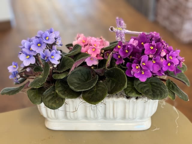 violets, violets, violets oh my! - 3 African violets in a colonial style ceramic vase