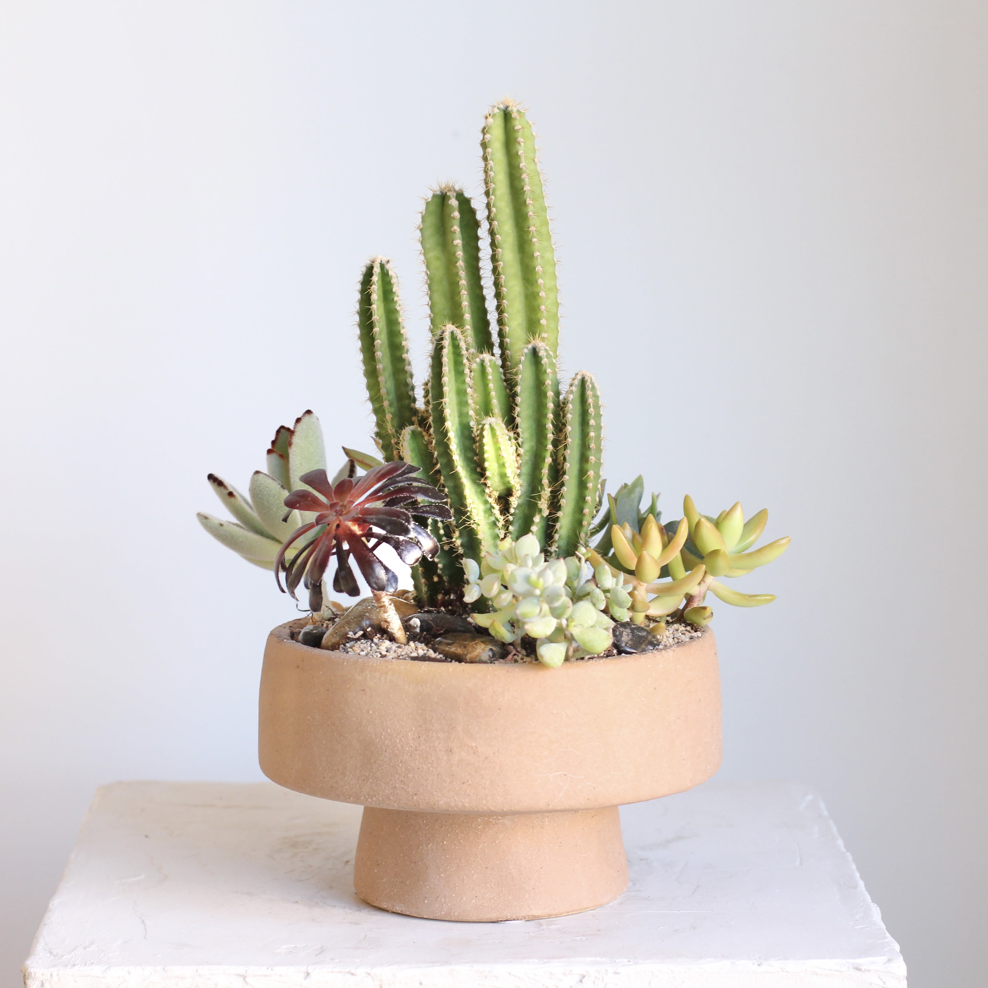 Adobe Succulent Garden  - Bring warm desert inspired charm into your space with this Adobe Succulent Garden. A curated mix of sculptural succulents and natural stones is set in an adobe style container, blending earthy tones with modern simplicity. Perfect for desks, shelves, or sunny windowsills, this low maintenance garden adds effortless texture and natural style to any setting.