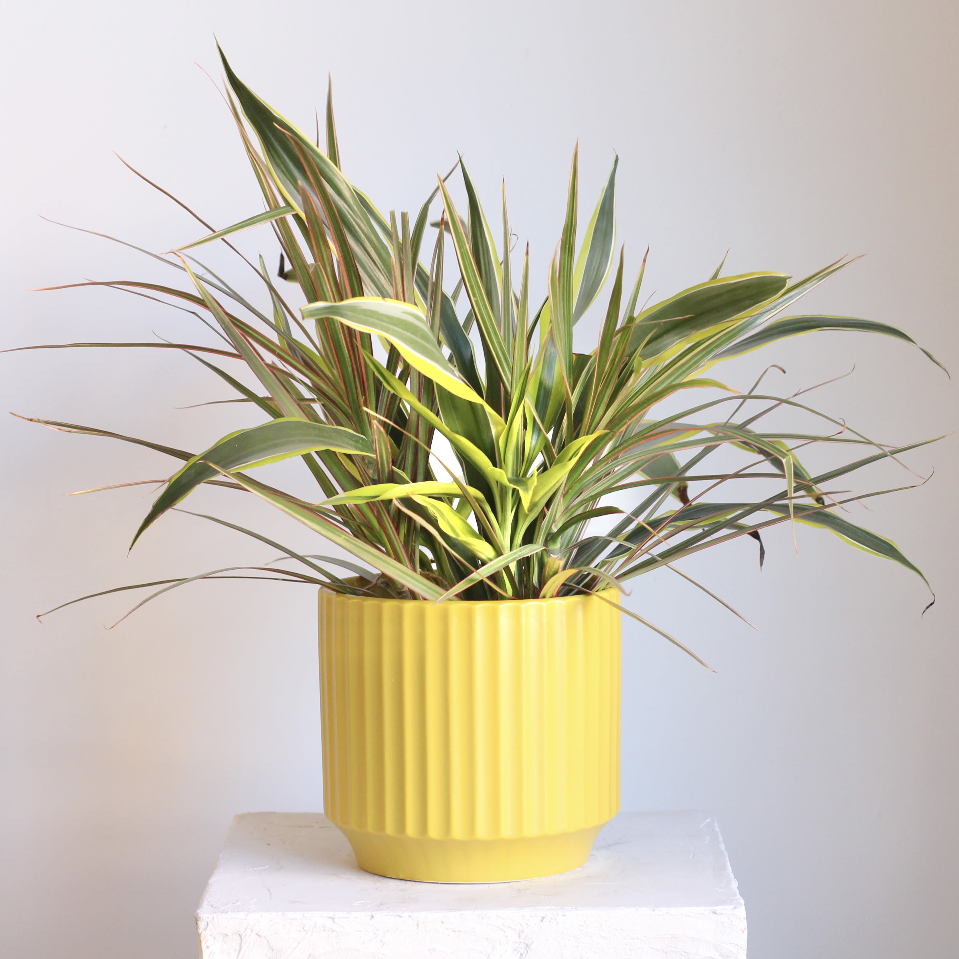 Mixed Dracaena  - Fresh and full of texture, this Mixed Dracaena plant arrangement features layered, sculptural foliage for a clean, modern look. Styled in a bright citron fluted pot, it adds a cheerful pop of color and effortless style to any space. Easy to care for and long lasting, it’s a perfect choice for desks, shelves, or sunny corners.