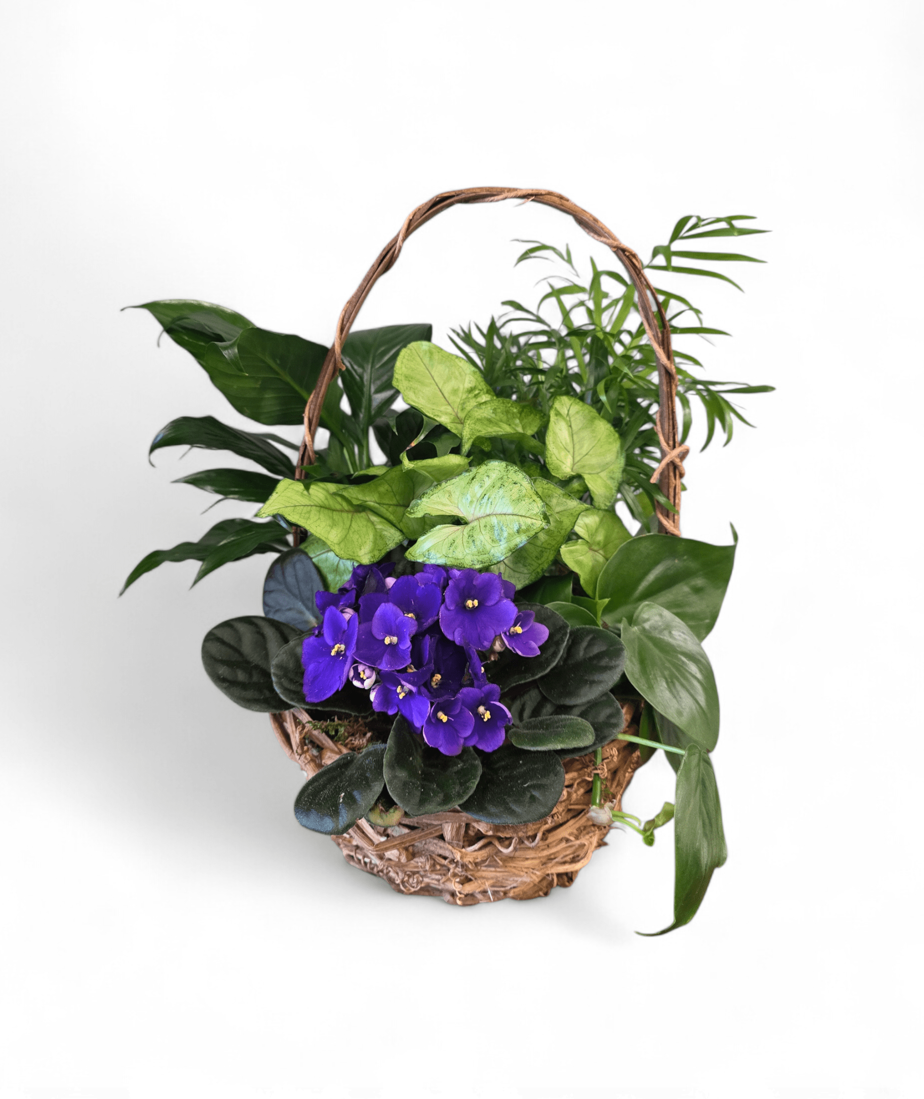8" Blooming Dishgarden  - A charming dish garden featuring lush green foliage accented with a blooming purple African violet, beautifully arranged in a natural wicker basket. This long-lasting plant basket offers a peaceful blend of texture and color, making it a thoughtful gift for sympathy, get-well wishes, or everyday comfort.