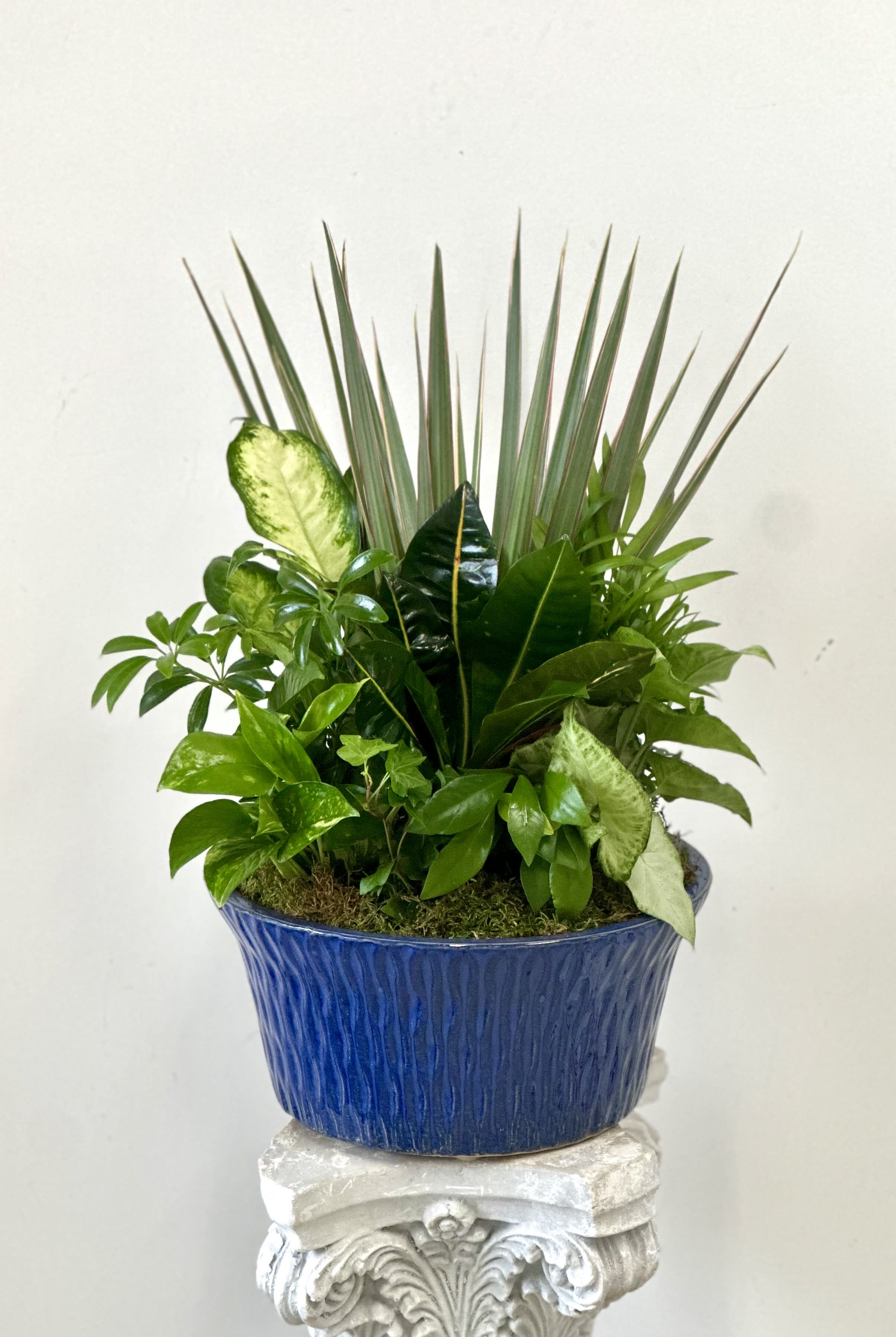 Dish Garden by Westford Florist Floral Art by Veny 12-inches - Indulge in the opulence of nature with our exquisite Dish Garden 12-inch. Elevate your surroundings with a touch of sophistication, courtesy of lush green plants nestled in a sleek ceramic pot. This meticulously crafted arrangement is sure to add a luxurious element to any room. Bring the beauty of the outdoors inside and treat yourself or someone special to a gift that exudes elegance and style. Transform your home or office into a sanctuary of tranquility with this timeless piece from Westford Florist. Experience the ultimate blend of nature and glamour - order your Dish Garden today.