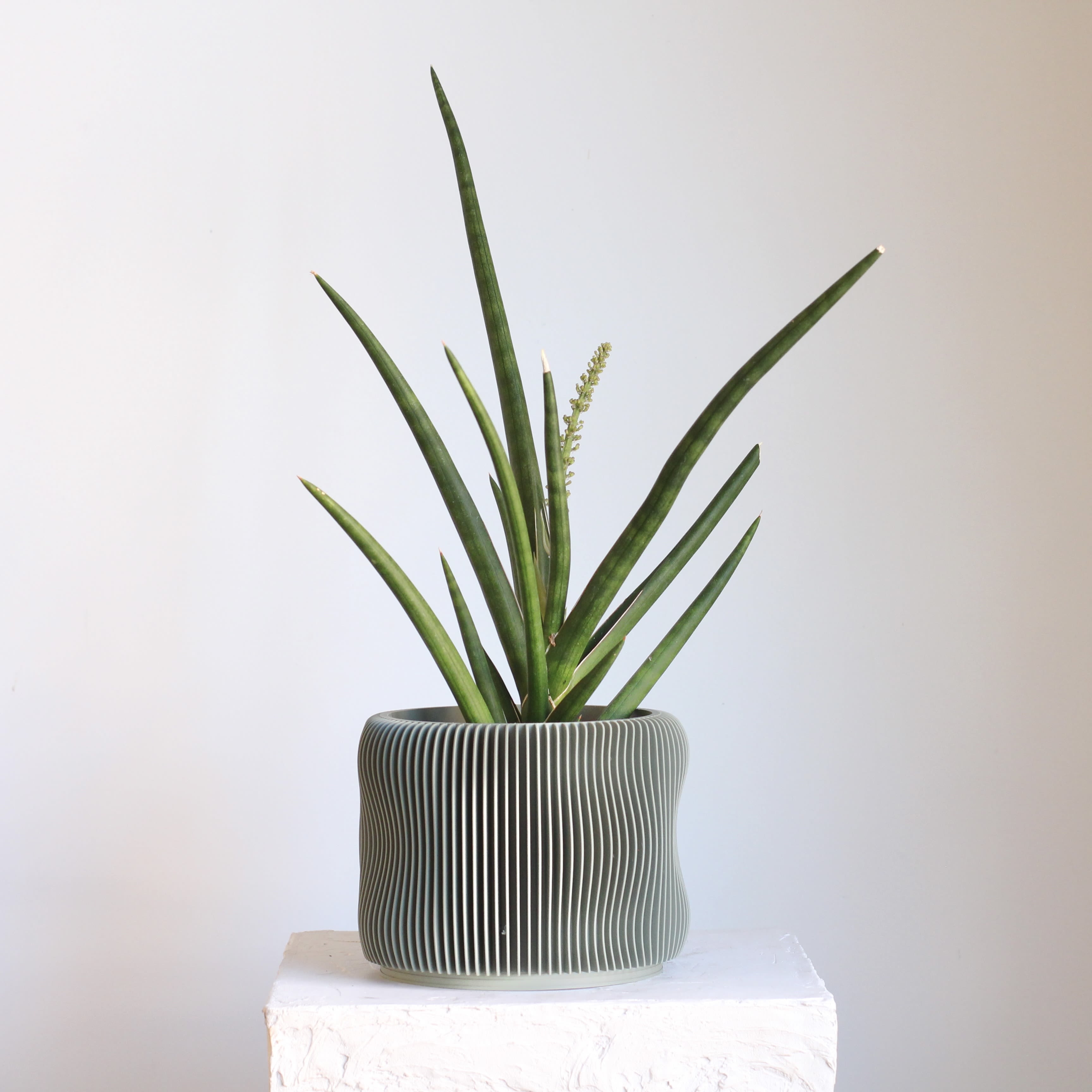 Sanseveria in 3D Printed Wood Pot - Bold and architectural, this Starfish Sansevieria stands out with its thick, fan shaped leaves and striking form. Set in a modern 3D printed wood pot, it blends innovative design with natural texture for a clean, contemporary look. Extremely low maintenance and full of character, it’s an easy way to add sculptural interest to shelves, desks, or sunny corners.