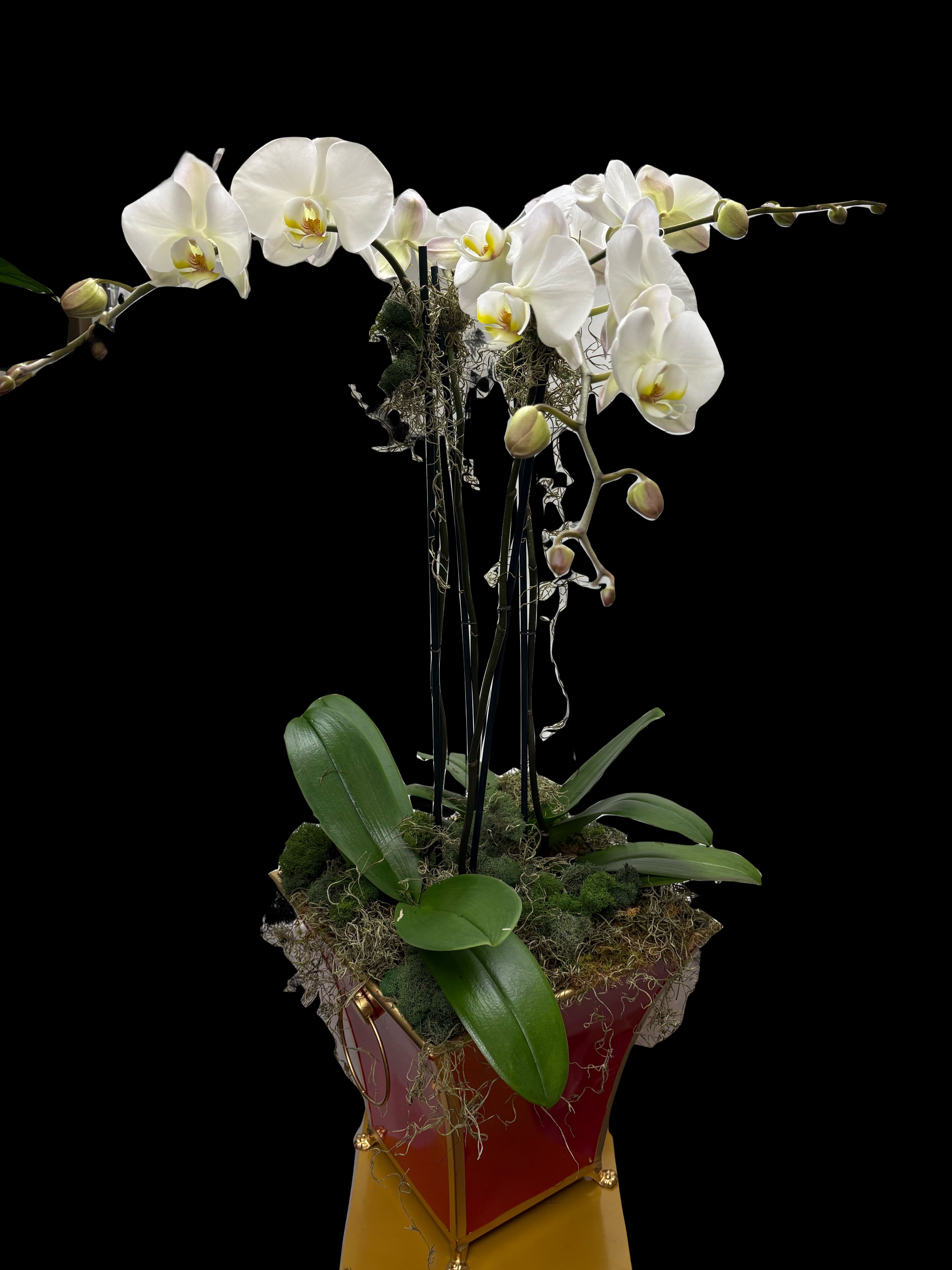 Big Love - Our best 4 stems Phalaenopsis orchid 