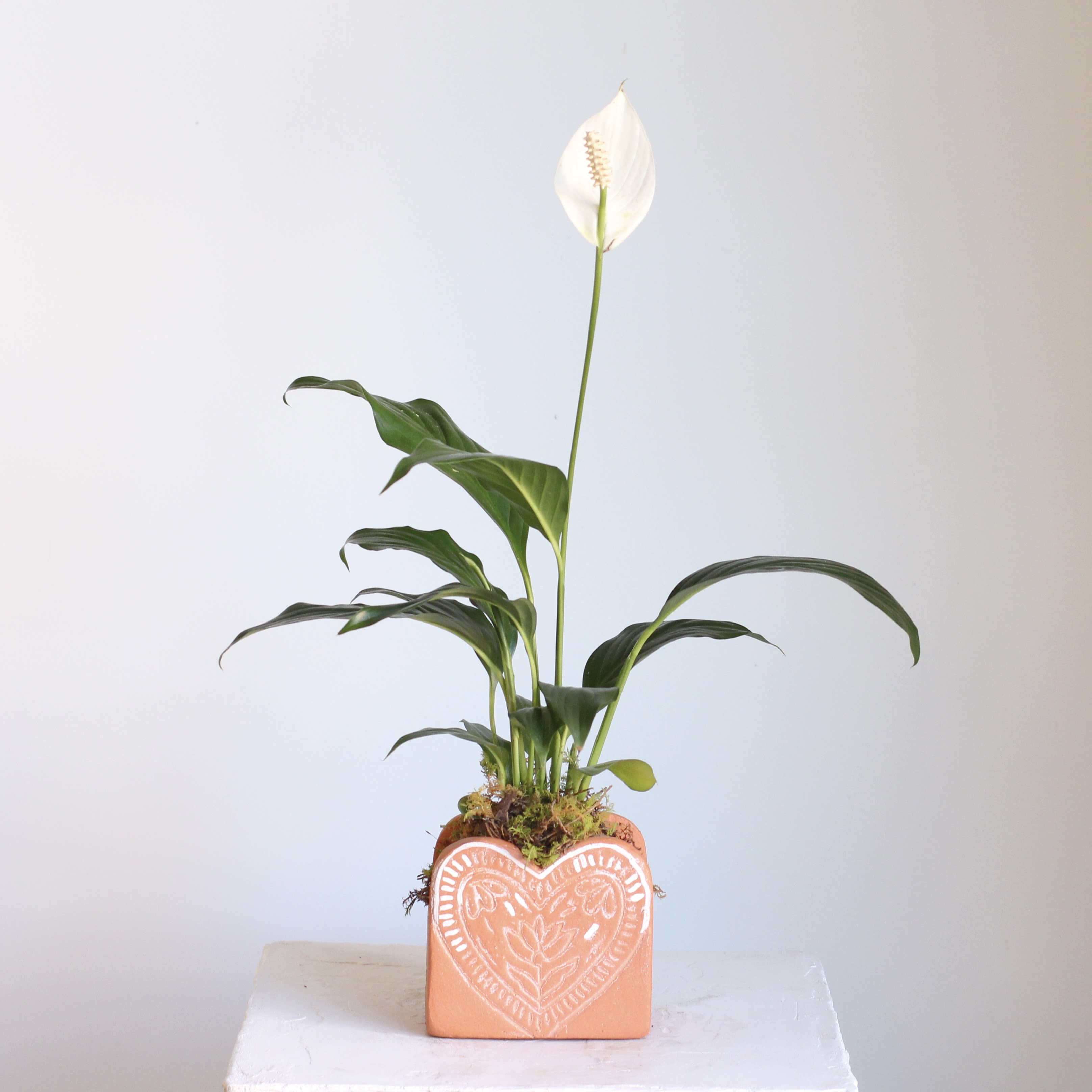 Potted Peace Lily in Clay Heart - A sweet symbol of love and serenity, this Potted Peace Lily in a Clay Heart is a thoughtful gift for any occasion. Featuring lush green foliage and elegant white blooms, the peace lily is beautifully nestled in a handcrafted clay heart planter. Long lasting and easy to care for, it’s a meaningful way to share comfort, appreciation, or affection. Perfect for desks, homes, or heartfelt moments.